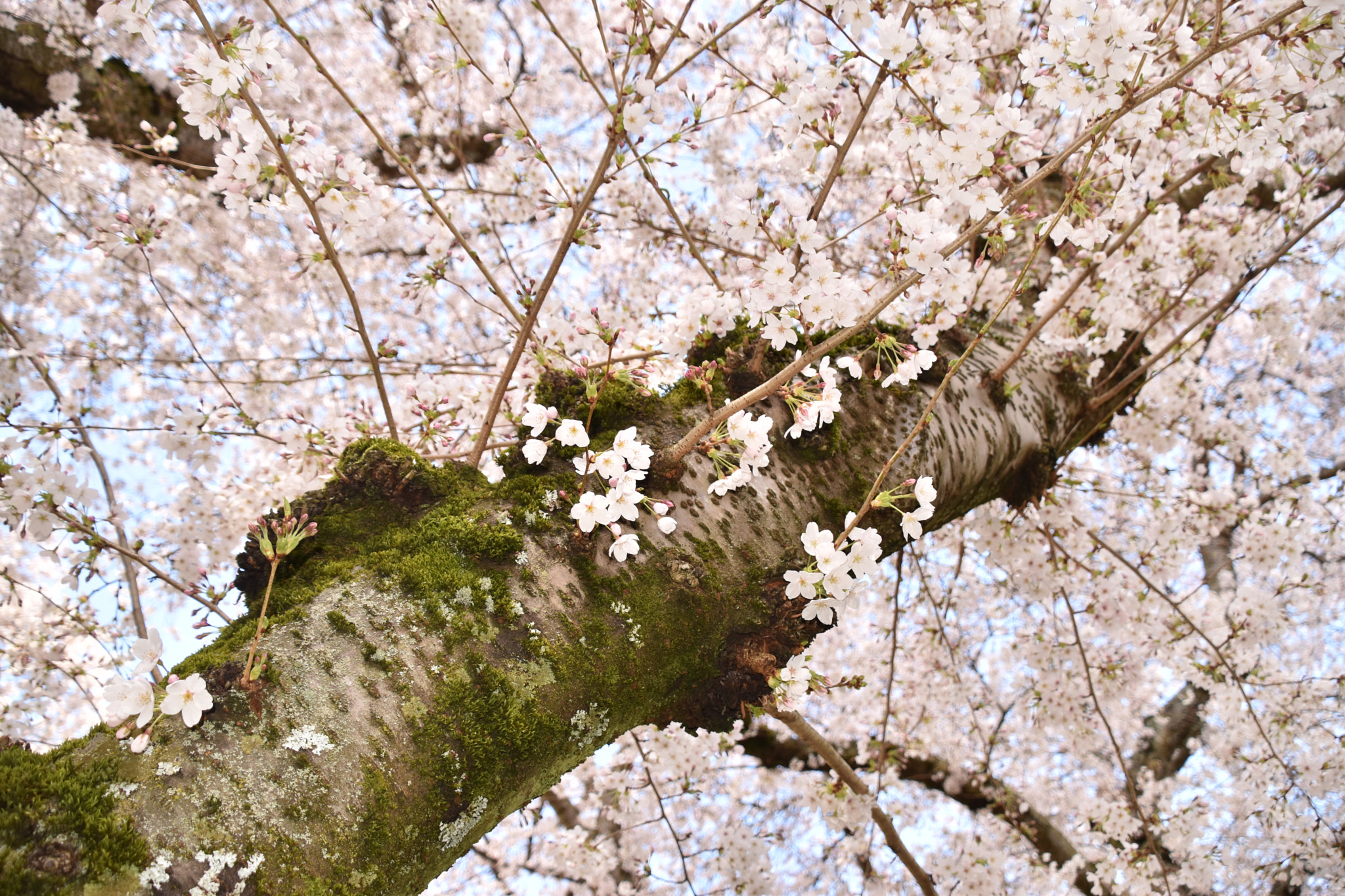 Nikon D5600 sample photo. Springtime photography