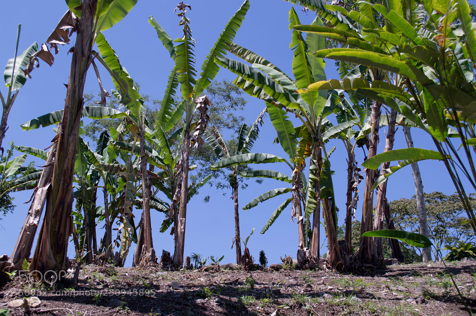 Nikon D3200 sample photo. Banana tree photography