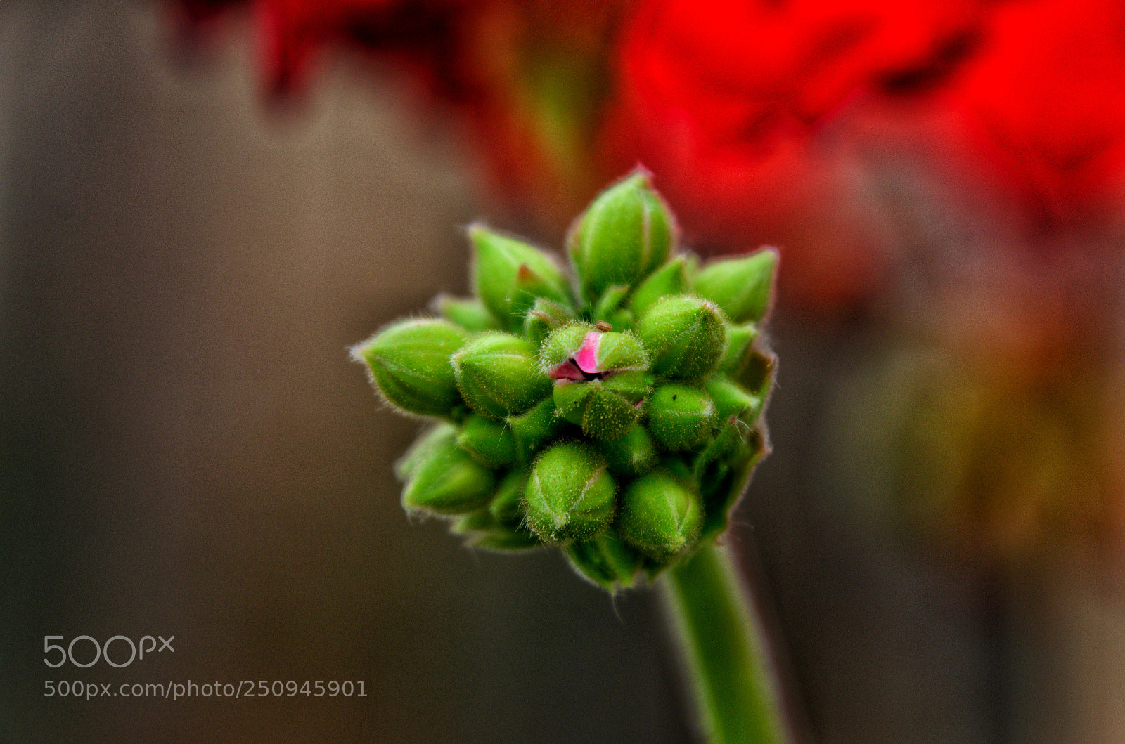 Nikon D5100 sample photo. Flower bunch photography