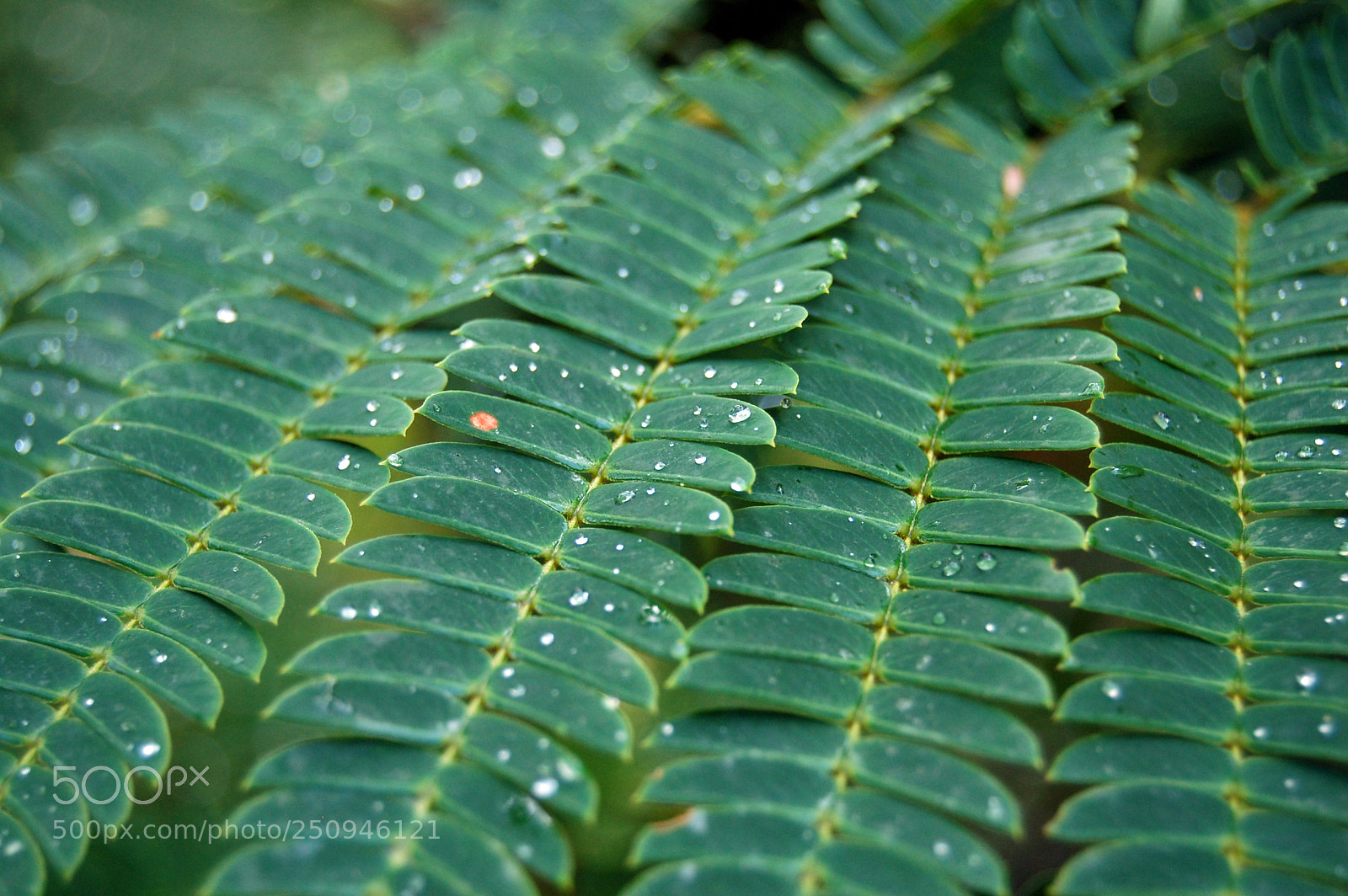 Nikon D40 sample photo. Dew on the leves photography