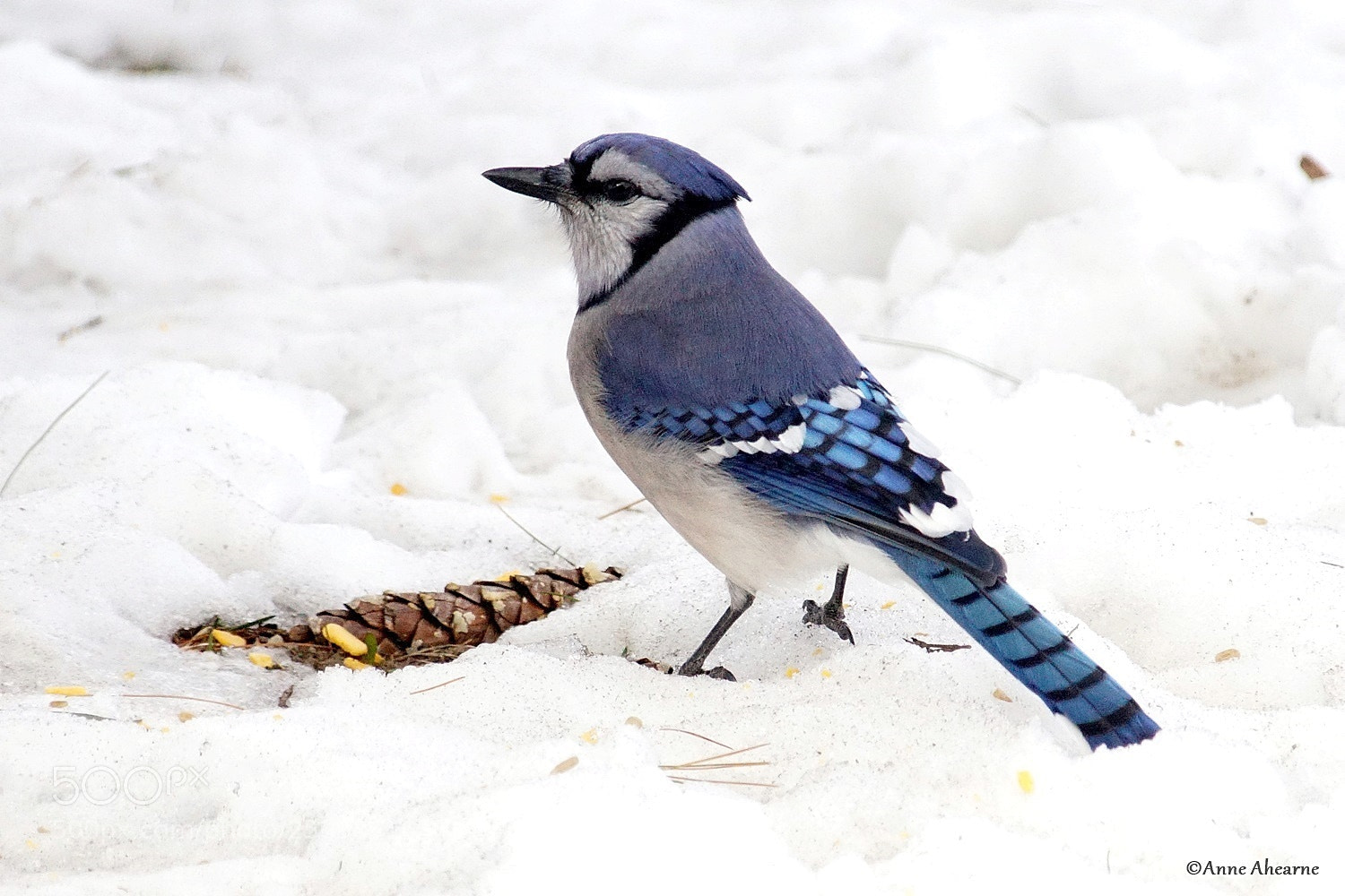 Sony ILCA-77M2 sample photo. Blue jay in the photography