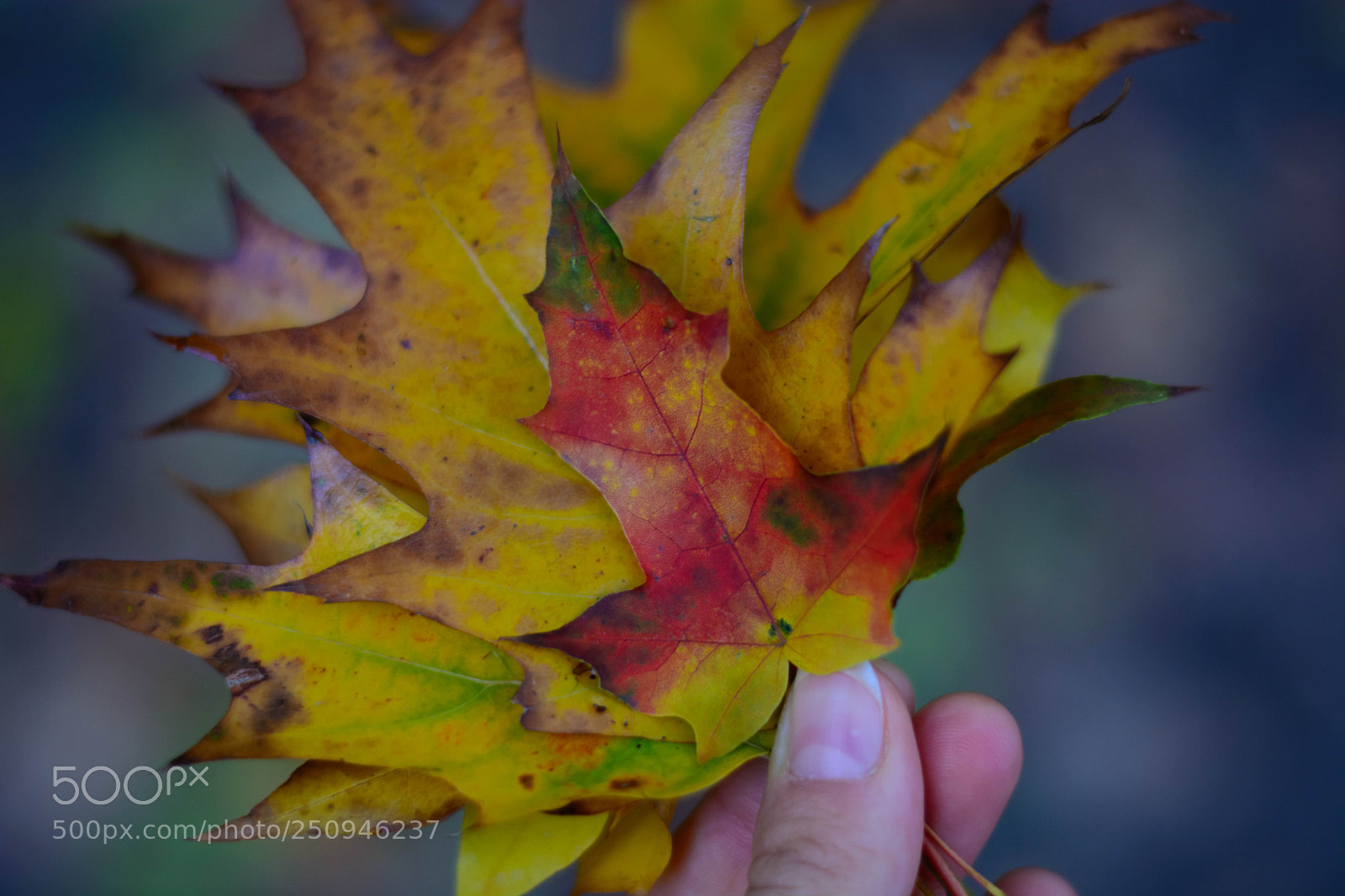 Nikon D5200 sample photo. Fall photography