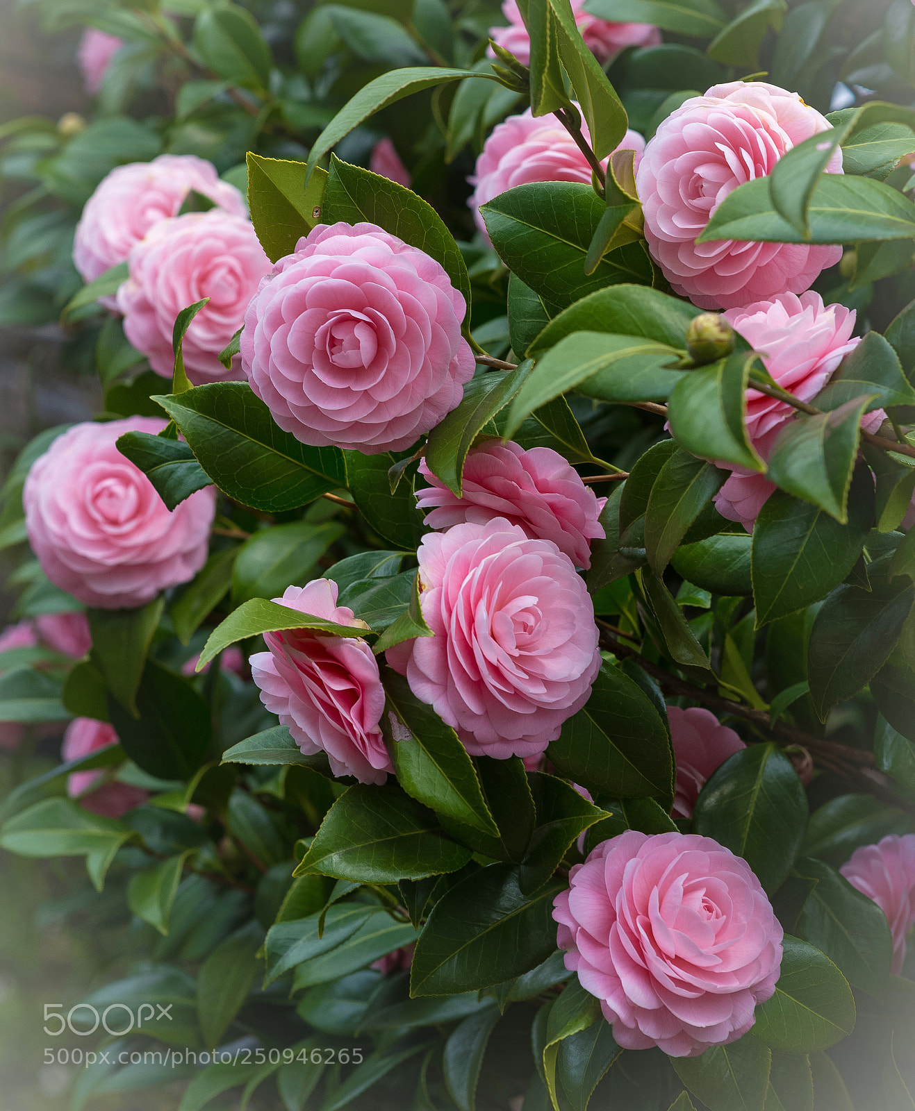 Nikon D800E sample photo. Camellia photography
