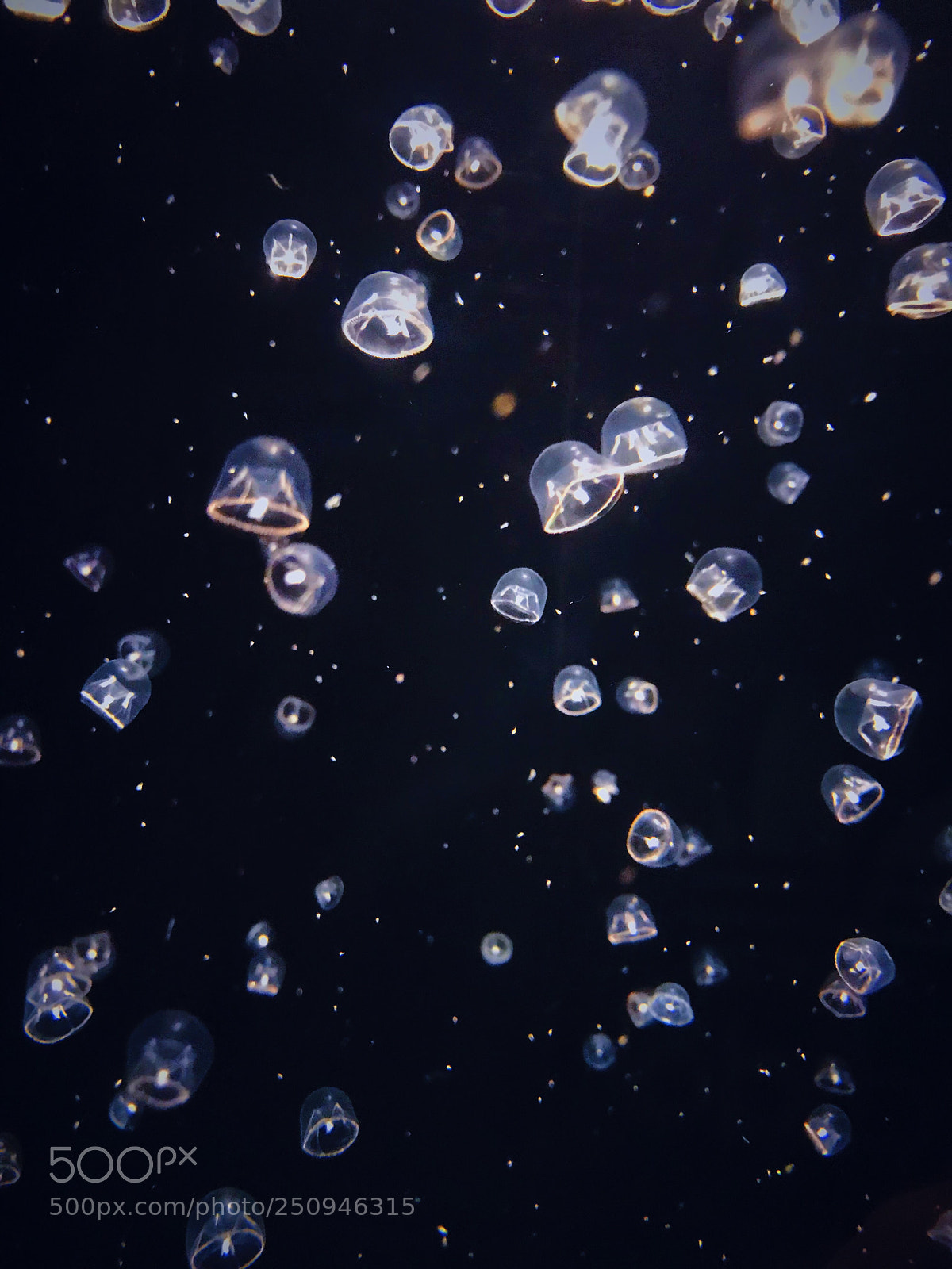 Apple iPhone 7 sample photo. Jellyfish :) photography