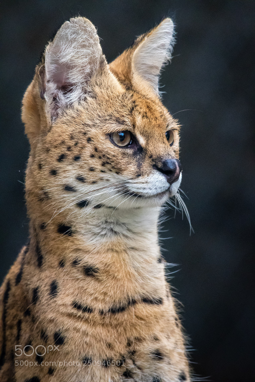 Nikon D500 sample photo. Serval photography
