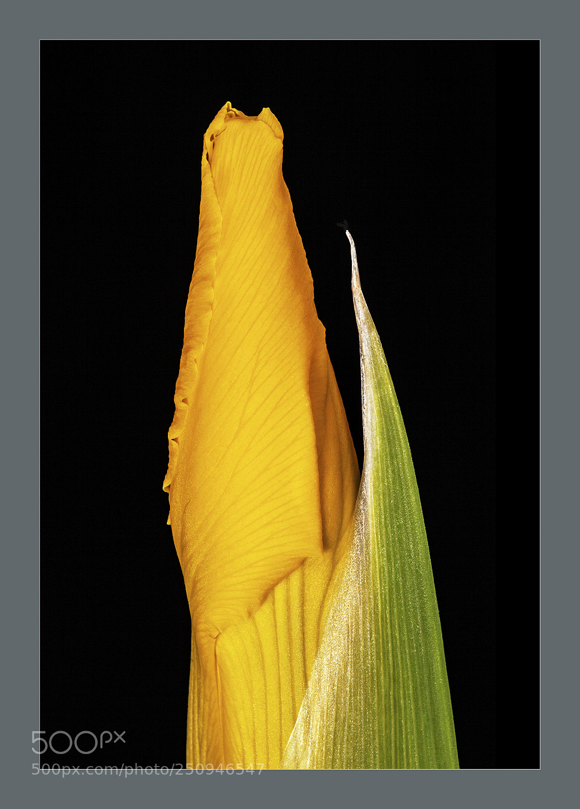 Canon EOS 5D Mark II sample photo. Iris bud macro print photography