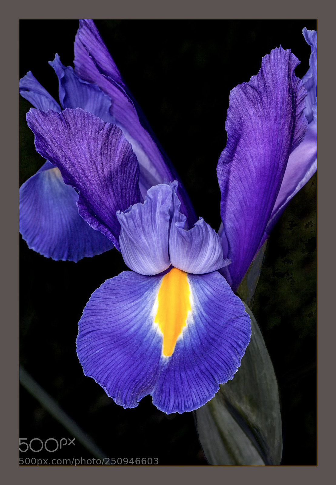 Canon EOS 5D Mark II sample photo. Blue iris macro open photography