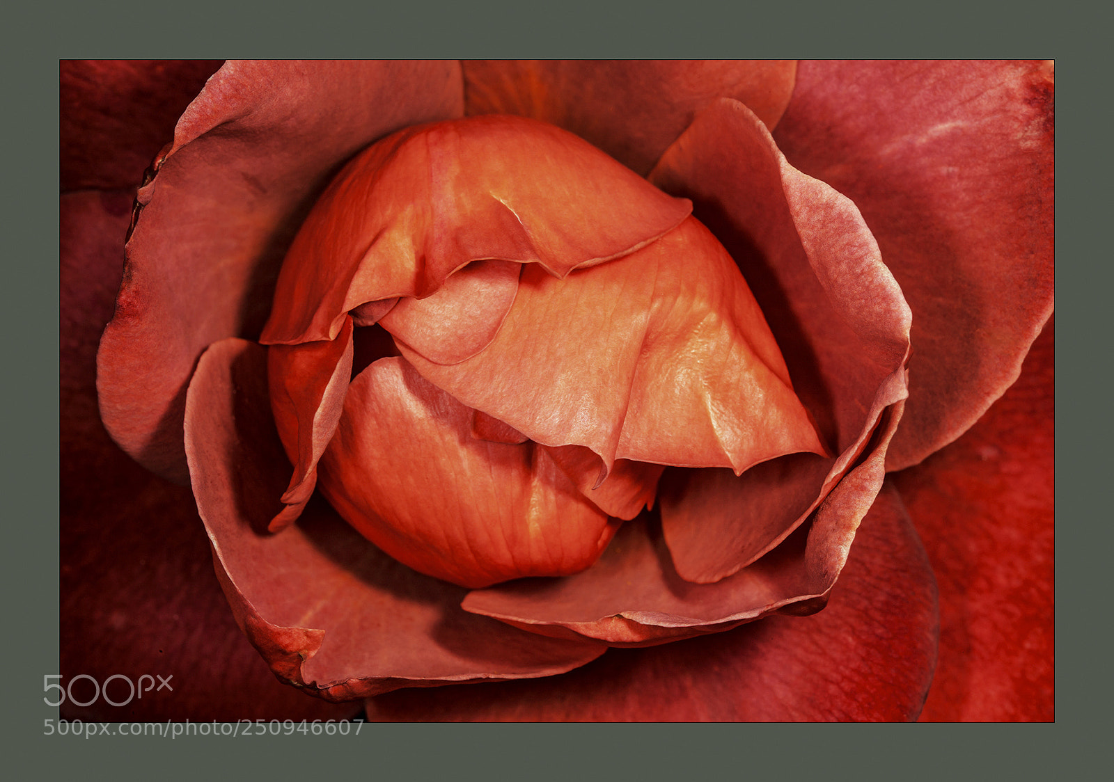 Canon EOS 5D Mark II sample photo. Chocolate rose open bud photography