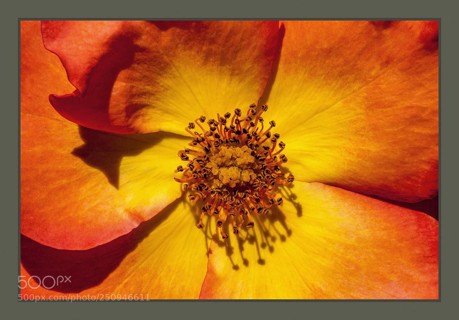 Canon EOS 5D Mark II sample photo. Playboy rose macro close photography