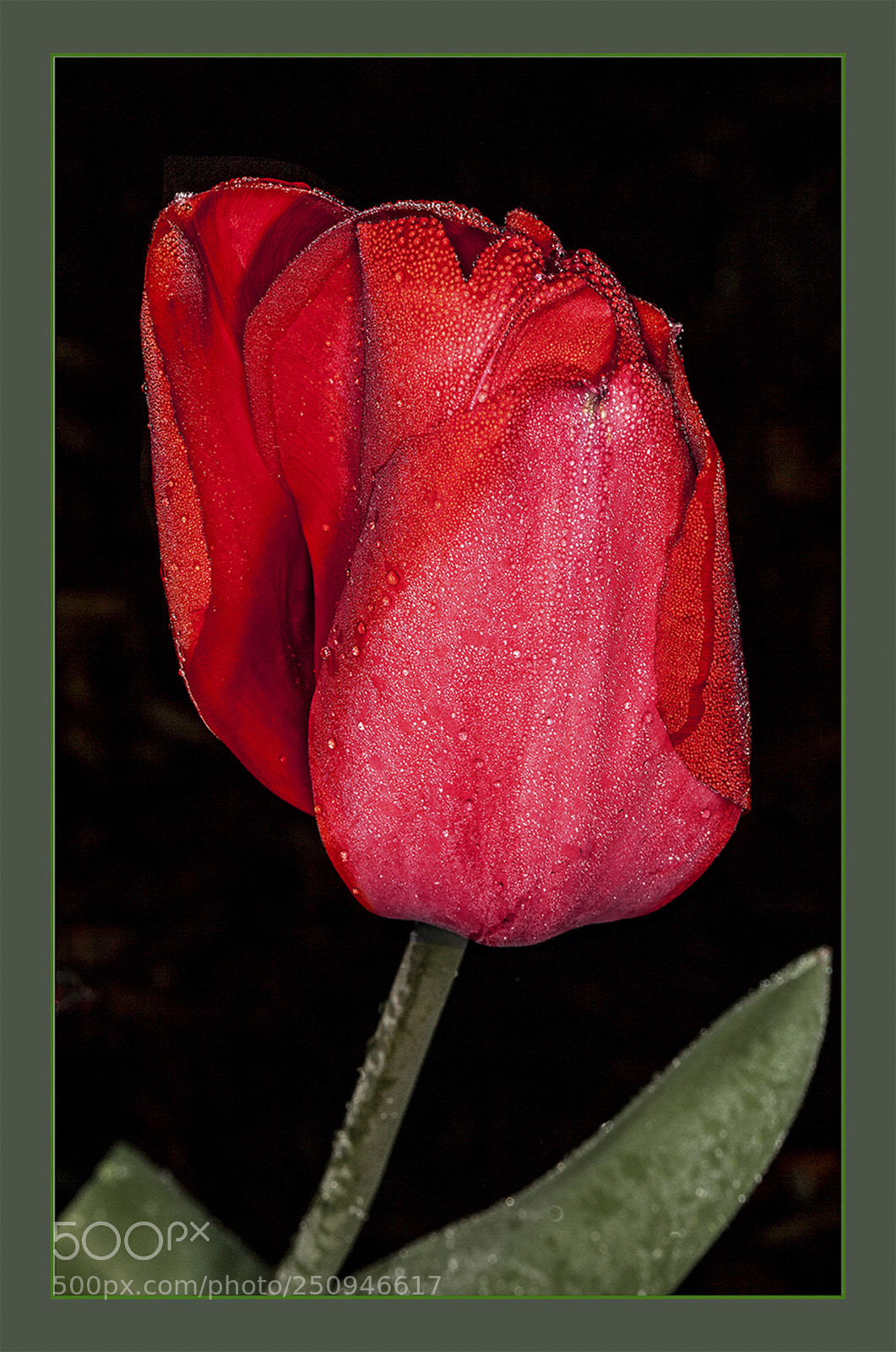 Canon EOS 5D Mark II sample photo. Red tulip close open photography