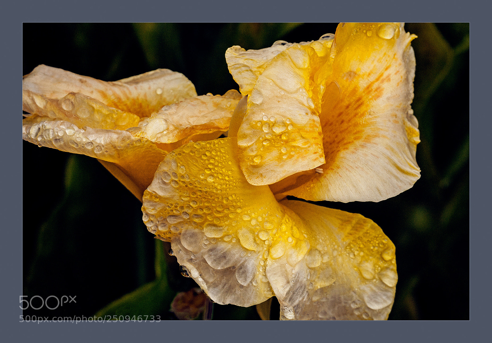 Canon EOS 5D Mark II sample photo. Yellow gold iris close photography