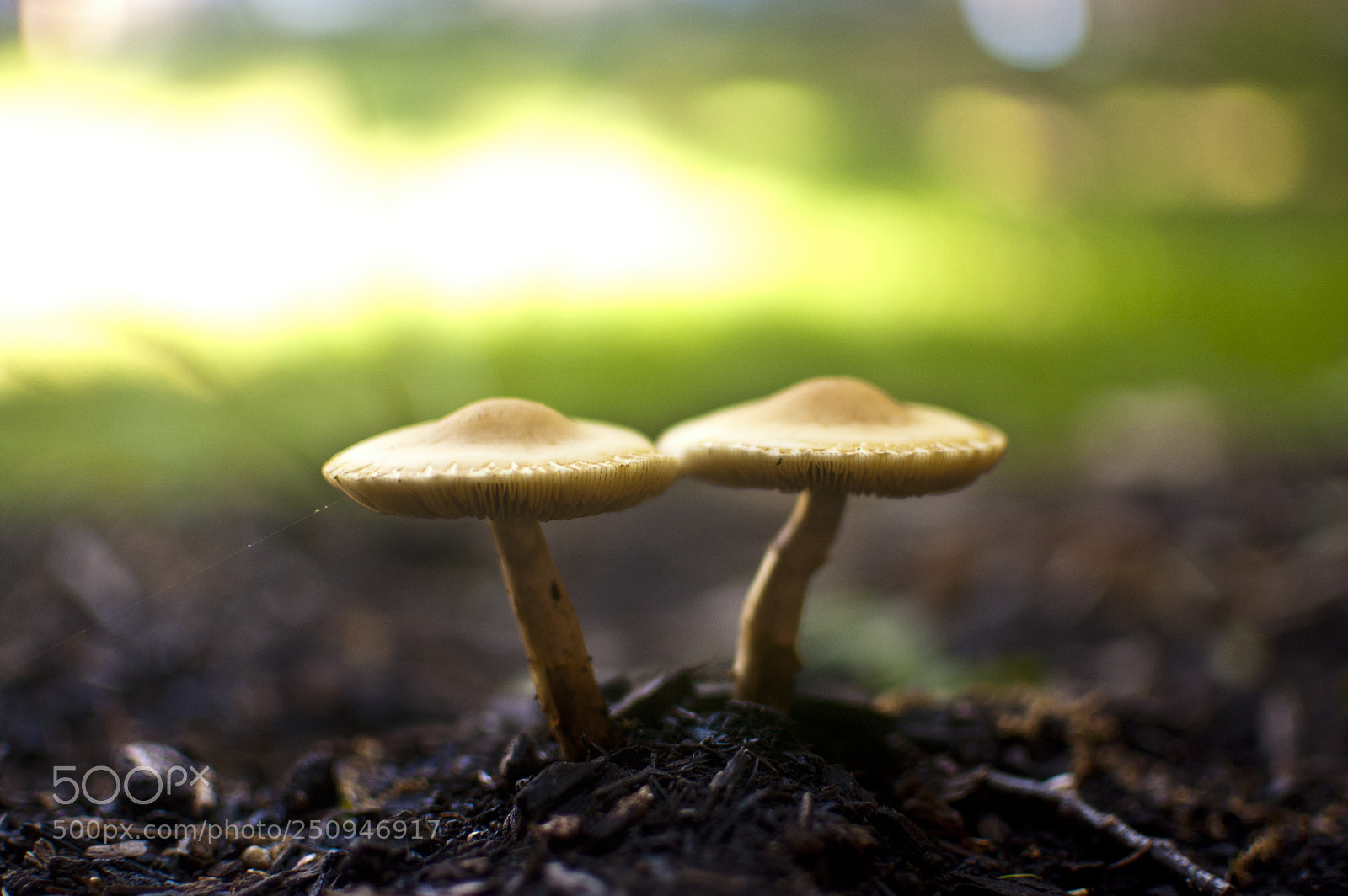 Nikon D40 sample photo. The twin mushrooms photography
