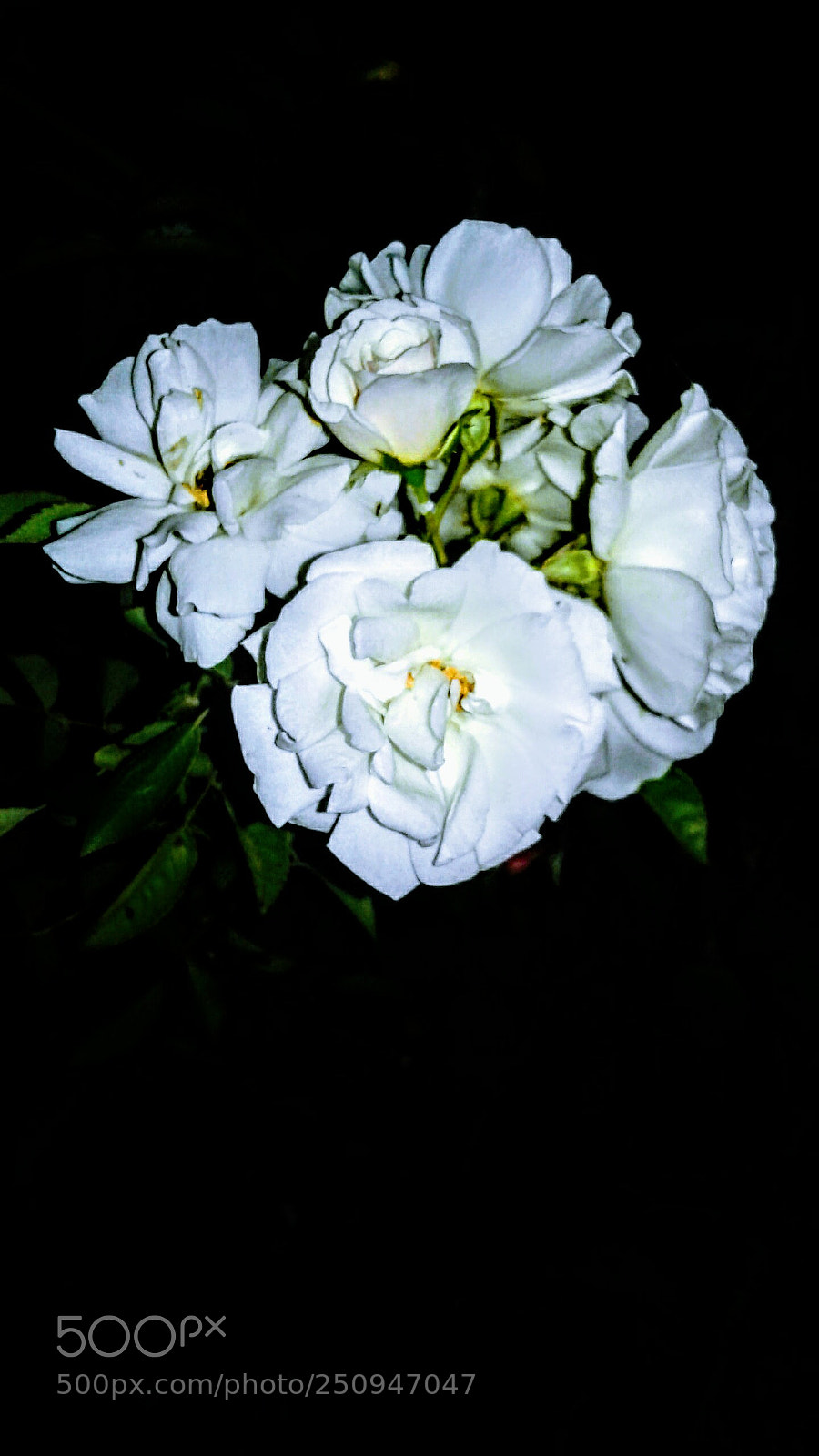 Samsung Galaxy J3(2016) sample photo. Rose photography