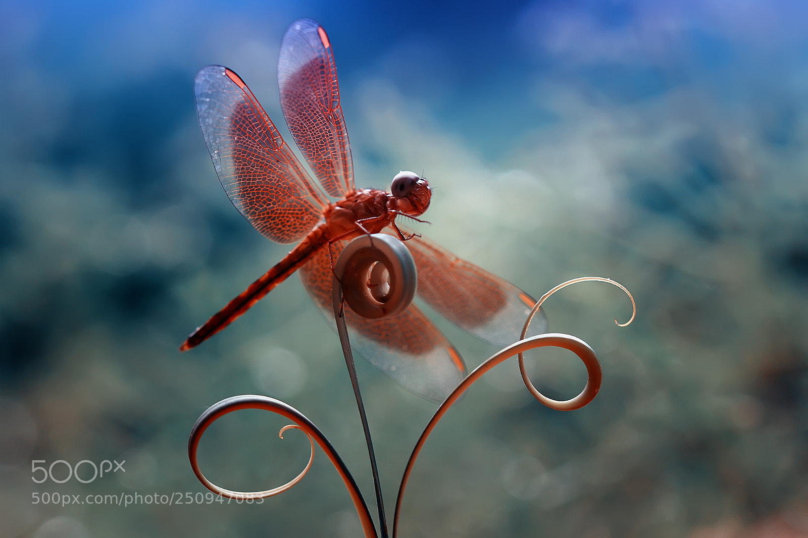 Canon EOS 7D sample photo. Developing wings photography