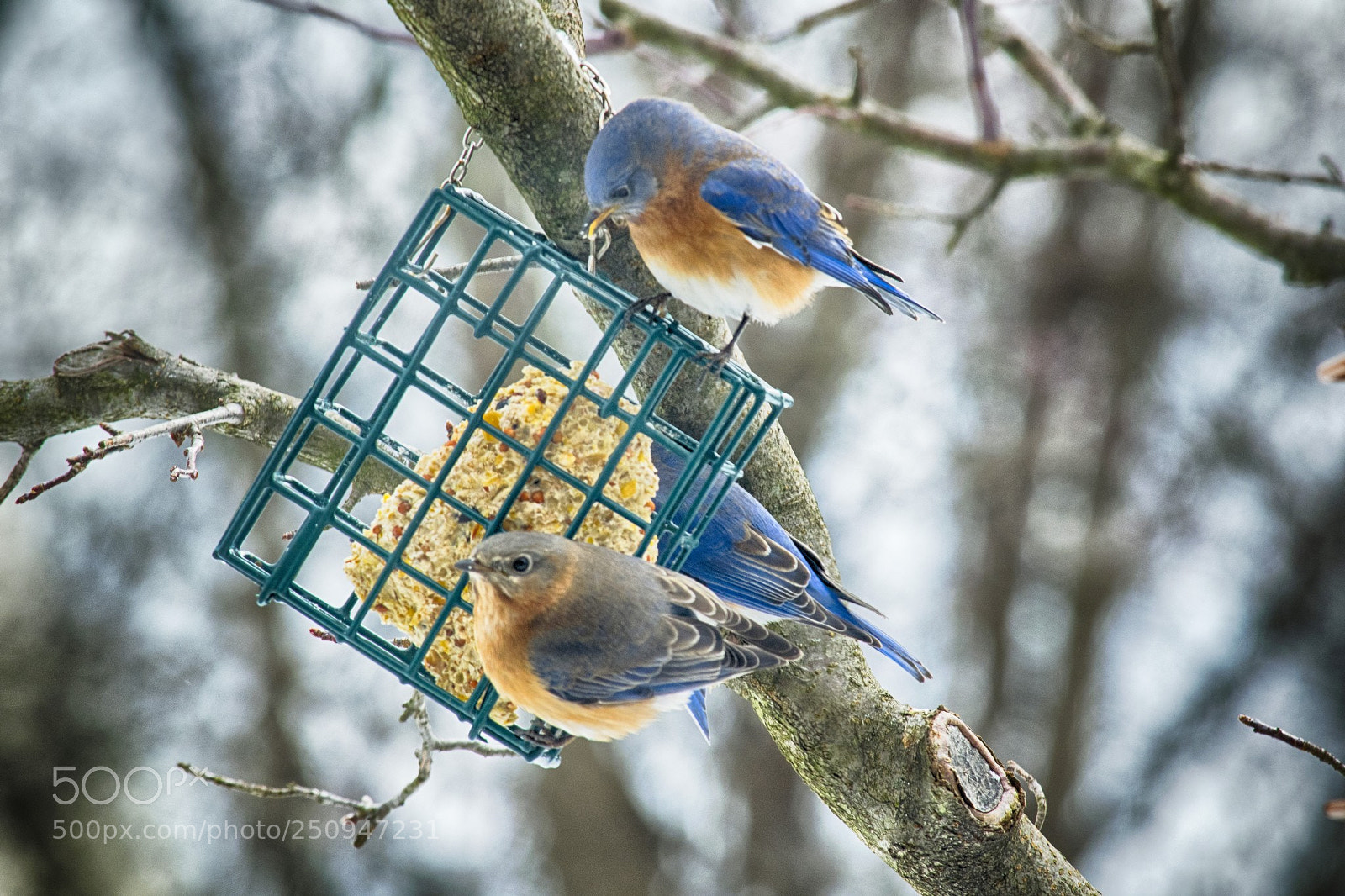 Nikon D3300 sample photo. Eastern bluebirds photography