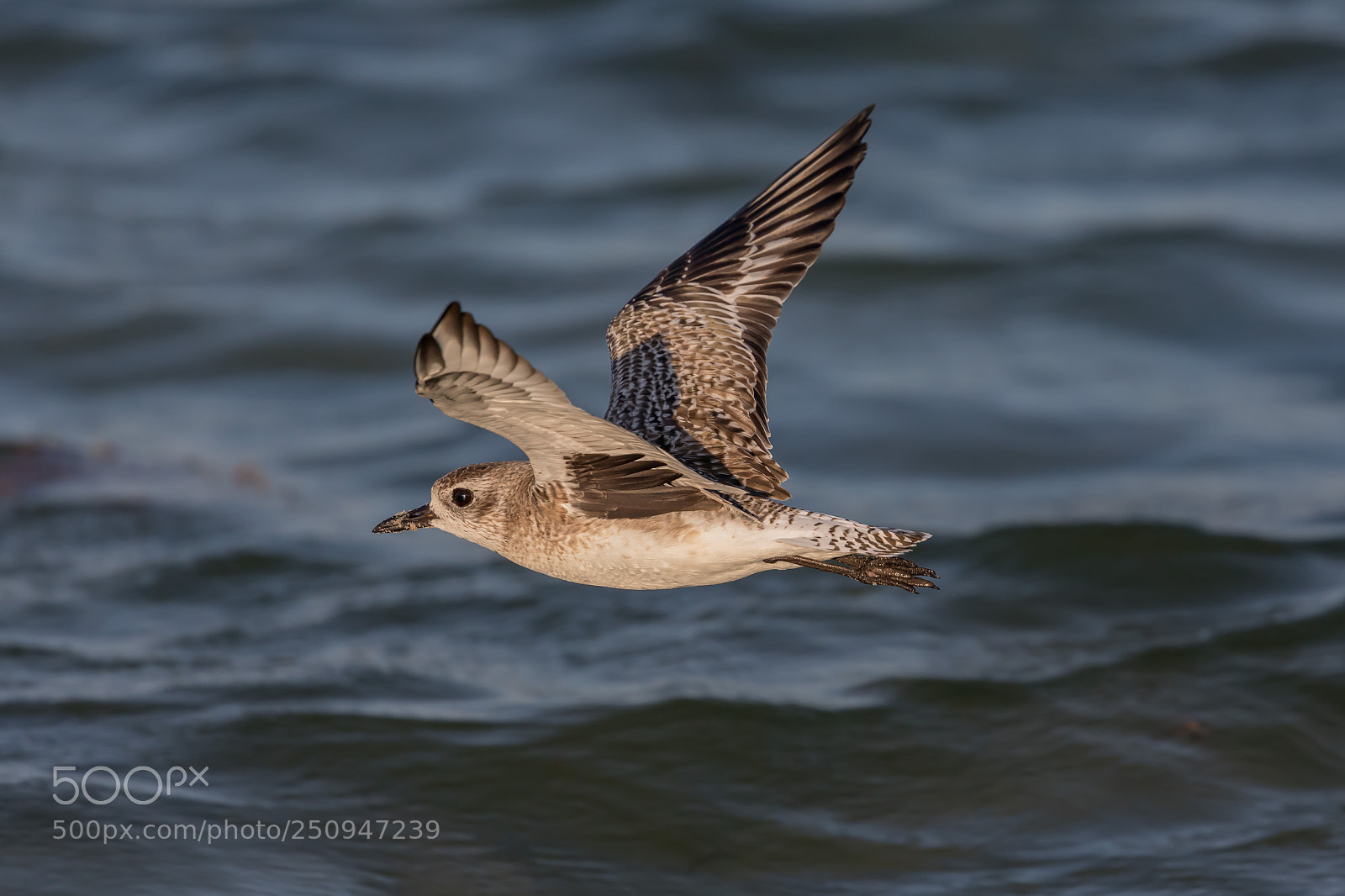 Canon EOS 5D Mark IV sample photo. Sanderling photography