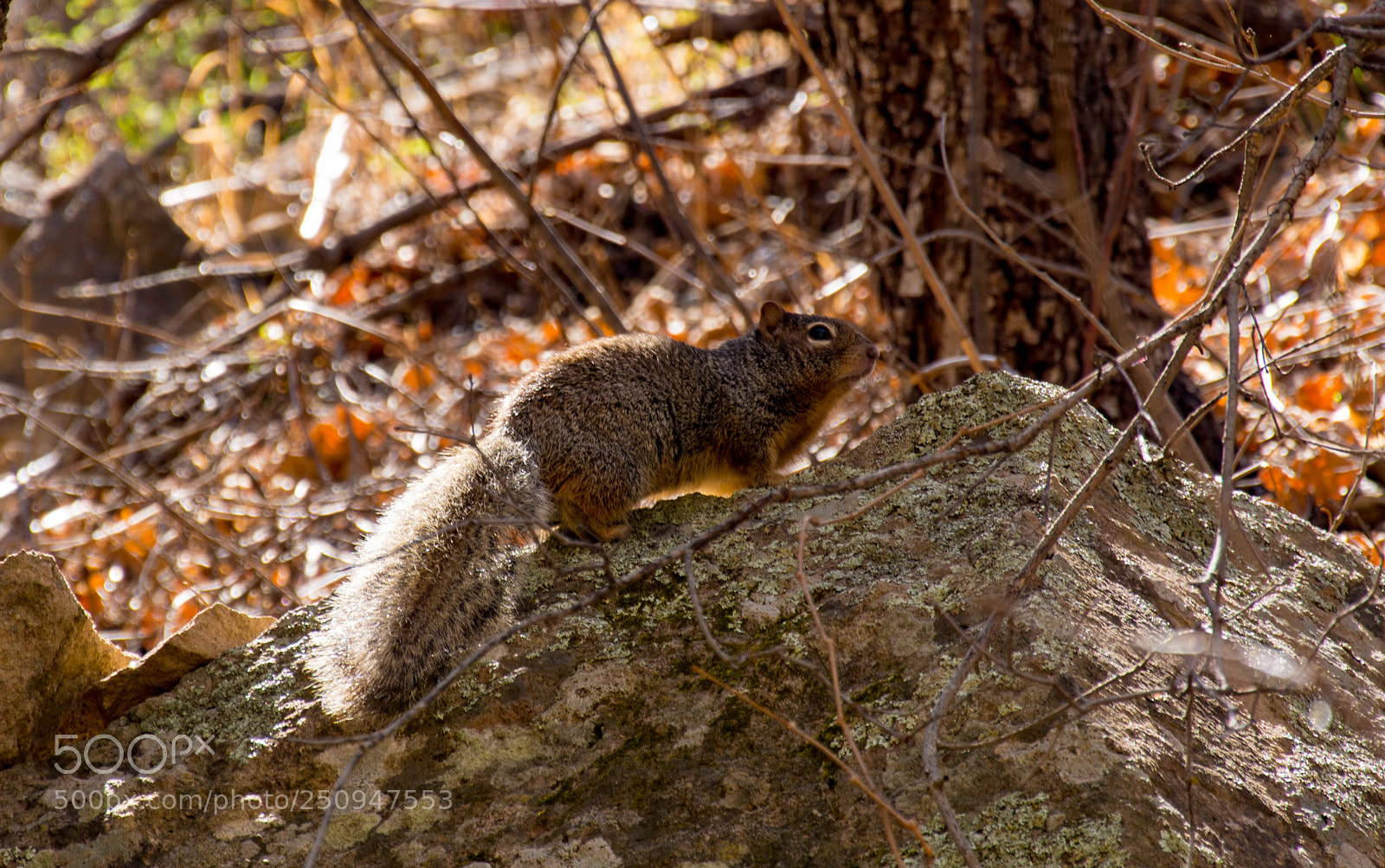 Nikon D7100 sample photo. Squirrel photography