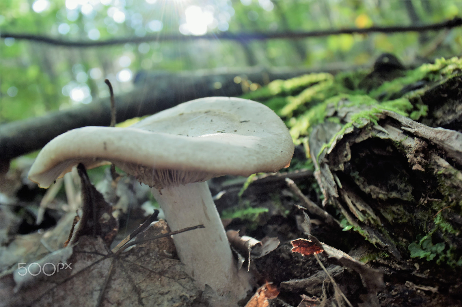 Nikon 1 J4 sample photo. Mushroom 3 photography