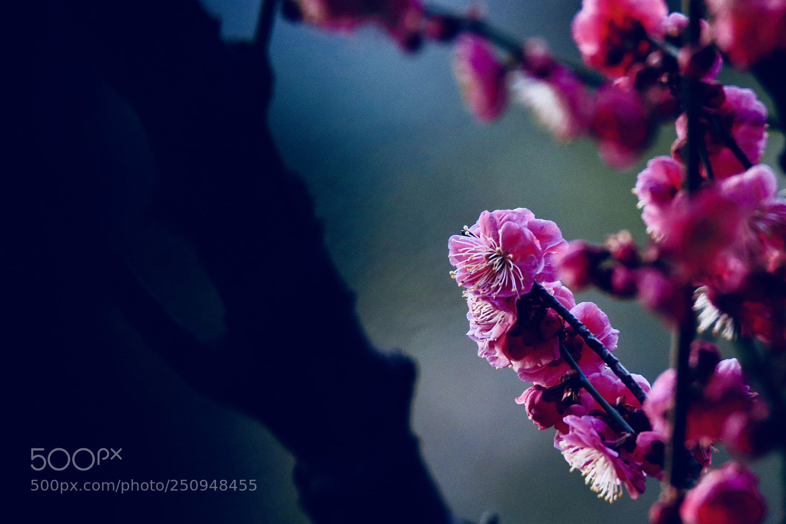 Canon EOS 80D sample photo. 点亮黑暗的花朵light the dark flowers photography