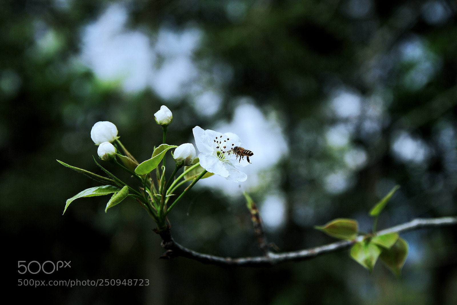 Canon EOS 7D sample photo. Bee photography