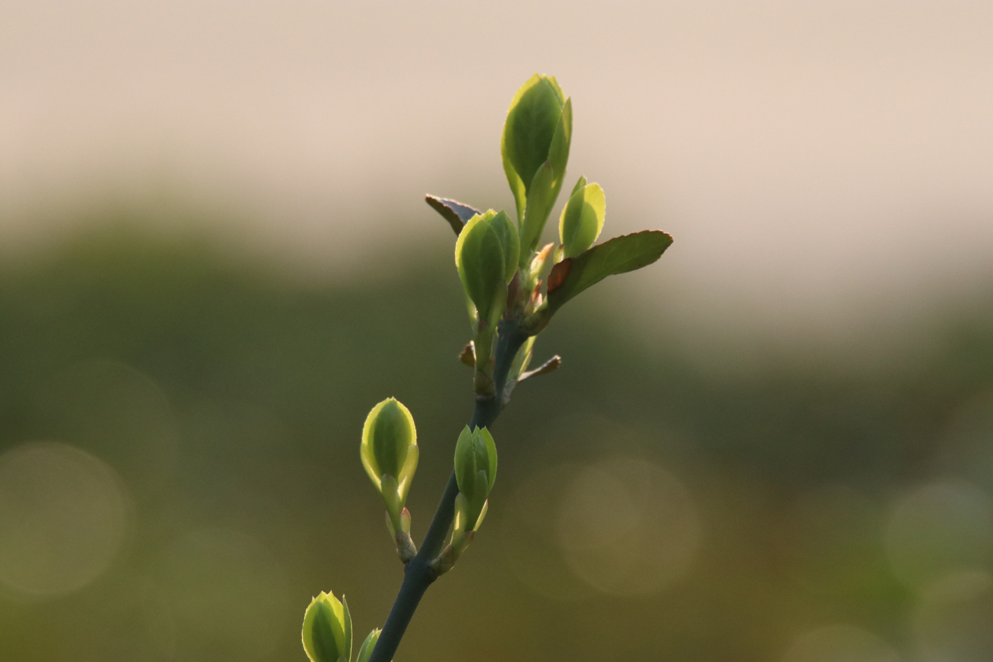 Tamron SP 150-600mm F5-6.3 Di VC USD sample photo. 绿色的春芽the bud in the light photography