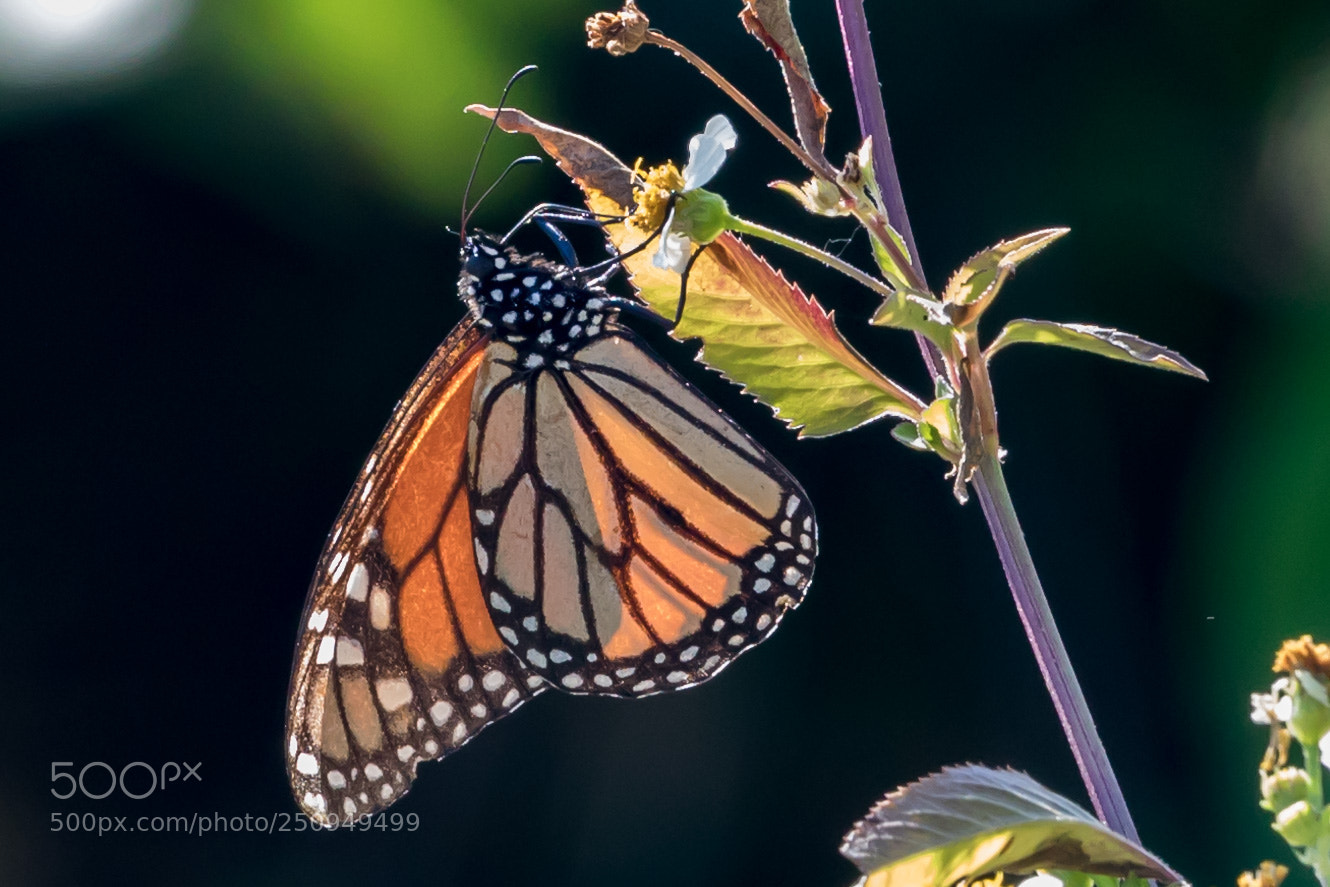 Canon EOS 5D Mark IV sample photo. Butterfly photography