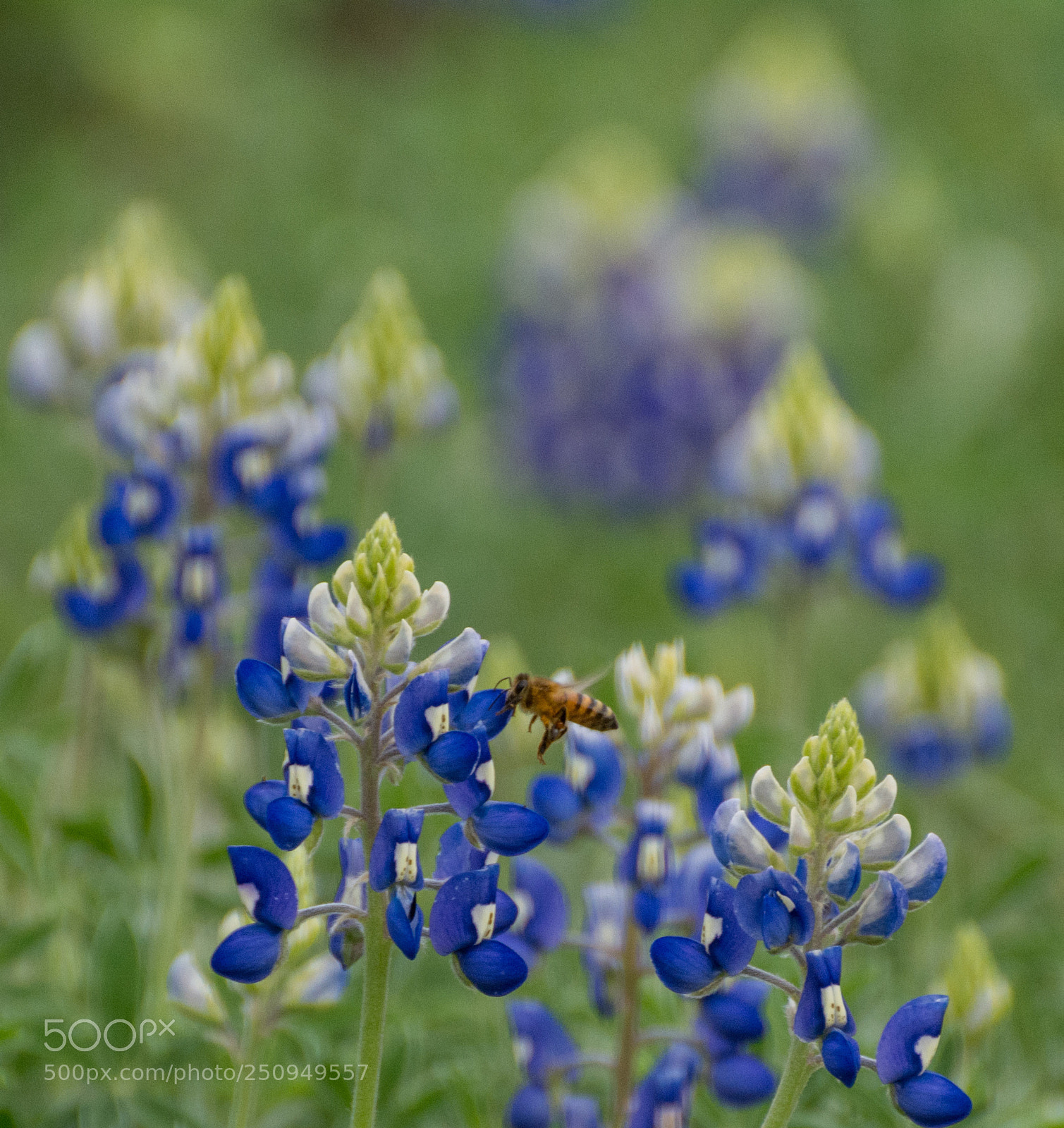 Nikon D7100 sample photo. Bluebonnets and bee photography