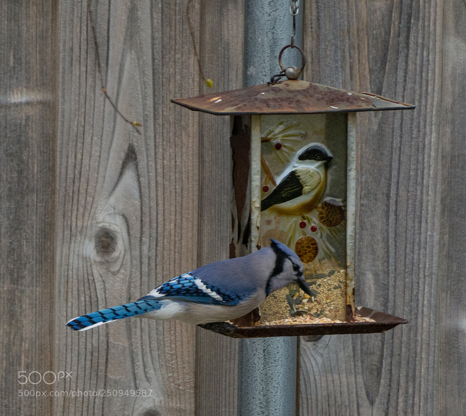 Nikon D7100 sample photo. Blue jay at breakfast photography