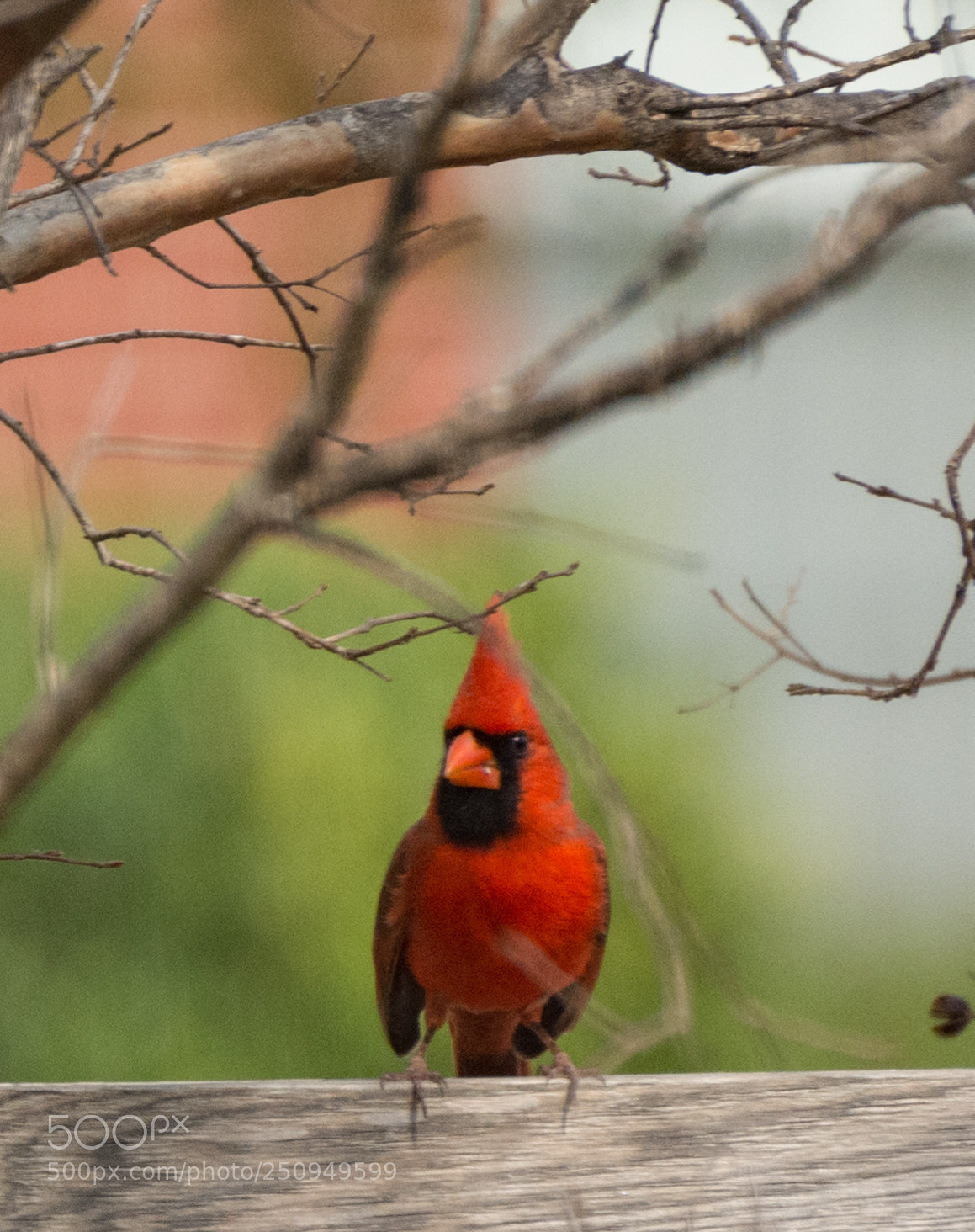 Nikon D7100 sample photo. Cardinal on a fence photography