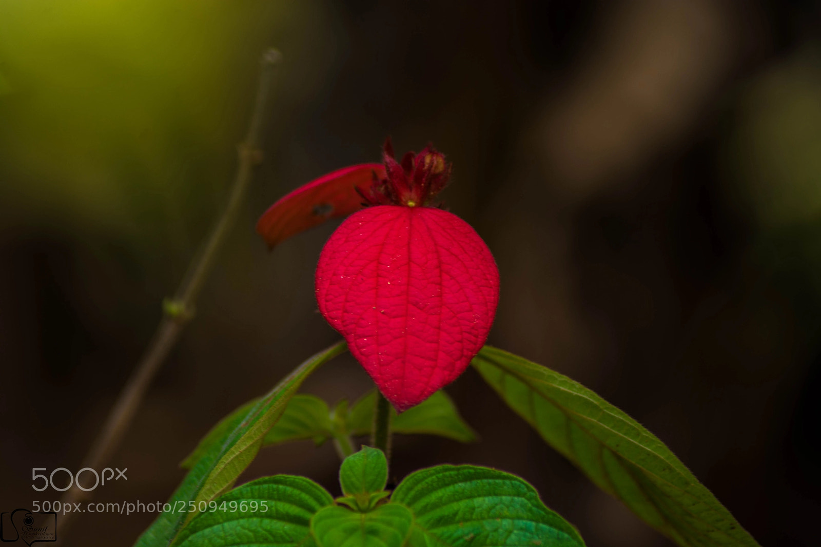 Nikon D7100 sample photo. Flower photography