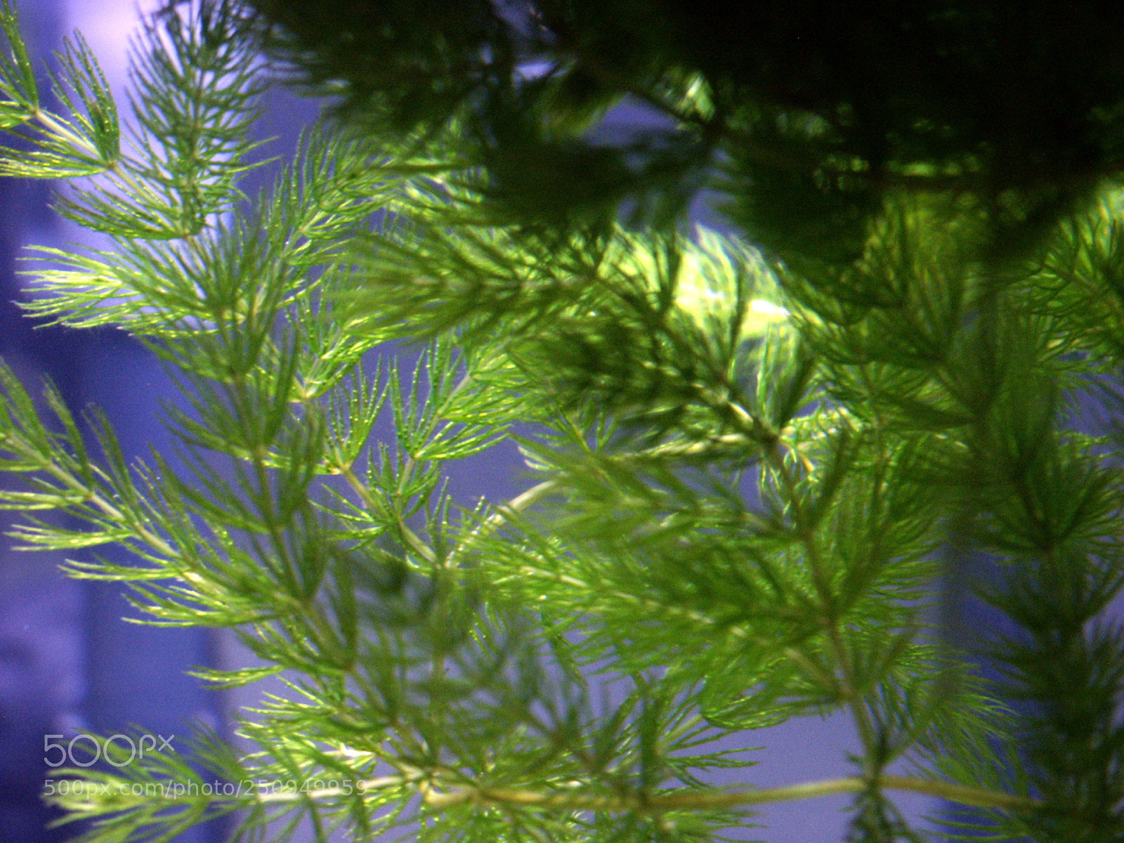 KONICA MINOLTA DiMAGE 7i sample photo. Dcf 1.0 photography