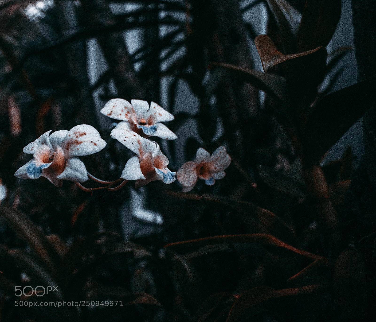 Canon EOS 500D (EOS Rebel T1i / EOS Kiss X3) sample photo. Gloomy orchid photography