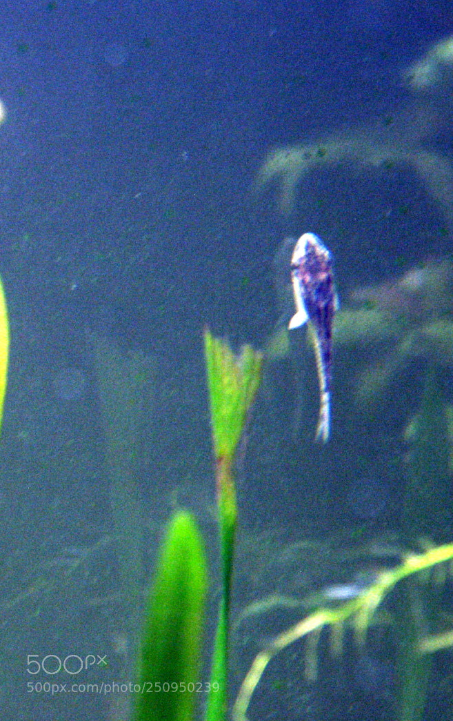 KONICA MINOLTA DiMAGE 7i sample photo. Dcf 1.0 photography