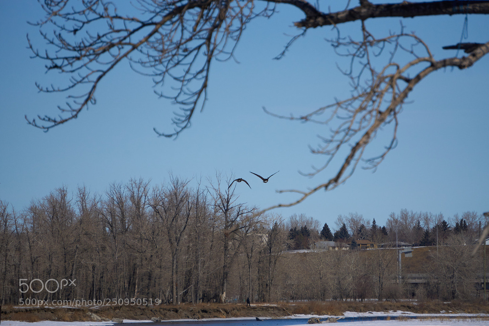 Sony a6000 sample photo. Fly photography