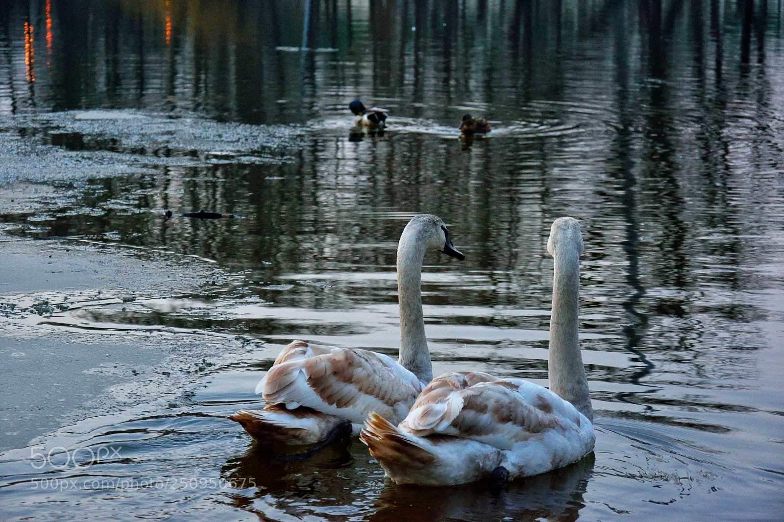 Nikon D3300 sample photo. A couple of swans photography