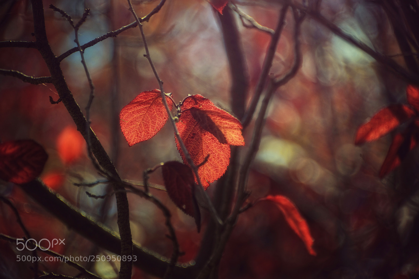 Nikon D800E sample photo. Autumn leaves photography