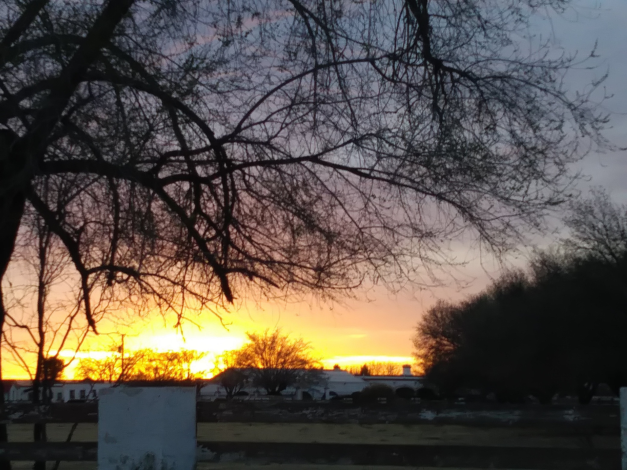 LG ARISTO sample photo. Dead tree photography