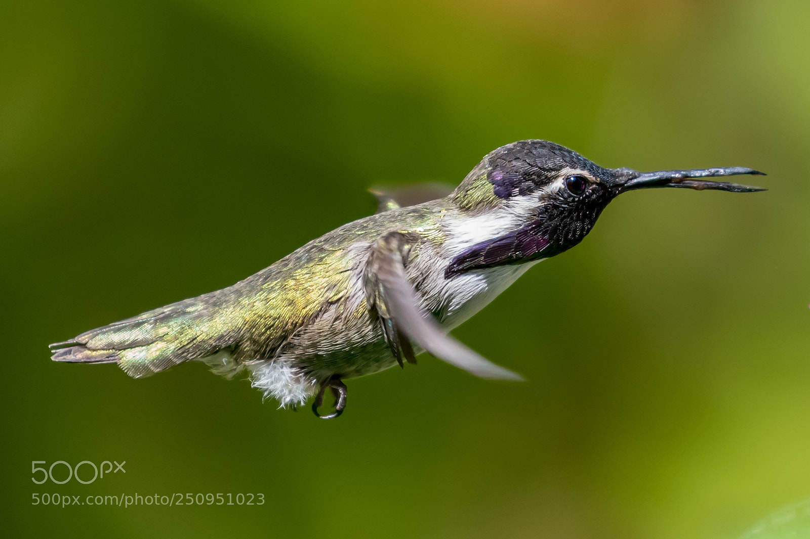Canon EOS 5D Mark IV sample photo. Hummingbird photography