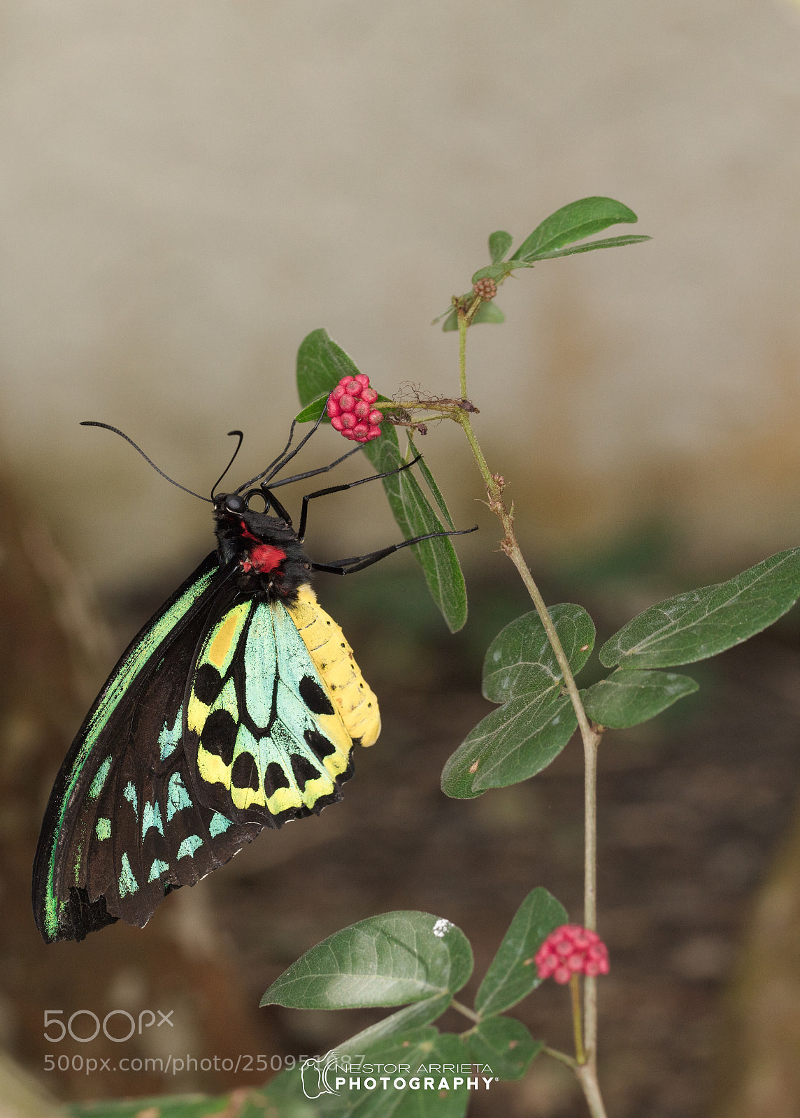 Canon EOS 5DS R sample photo. Cairns birdwing (ornithoptera euphorion) photography