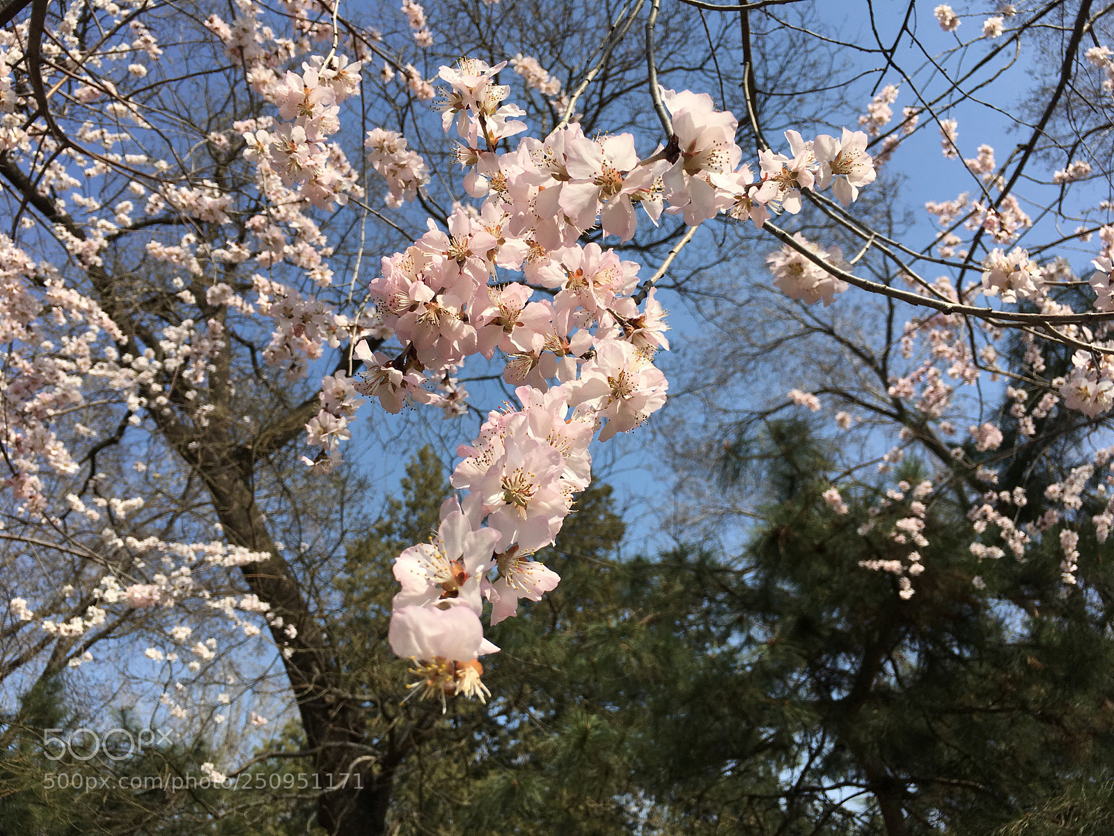 Apple iPhone 6s Plus sample photo. Untitled photography