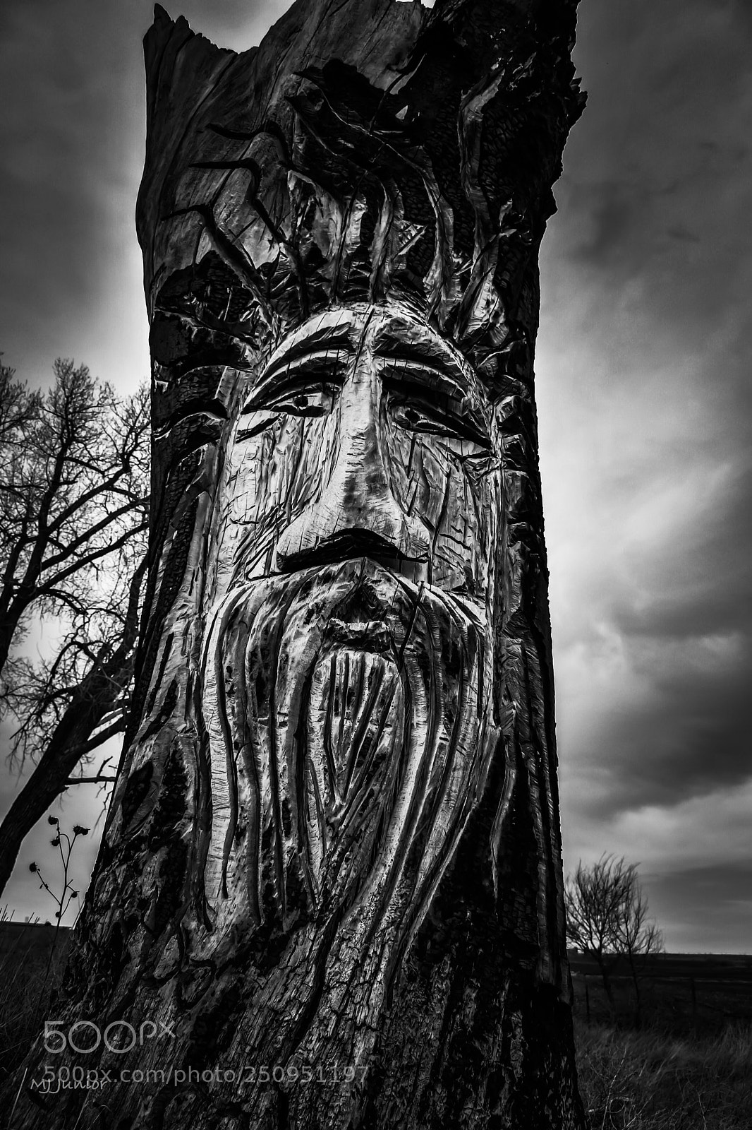 Nikon D7500 sample photo. The wise tree 0001 photography