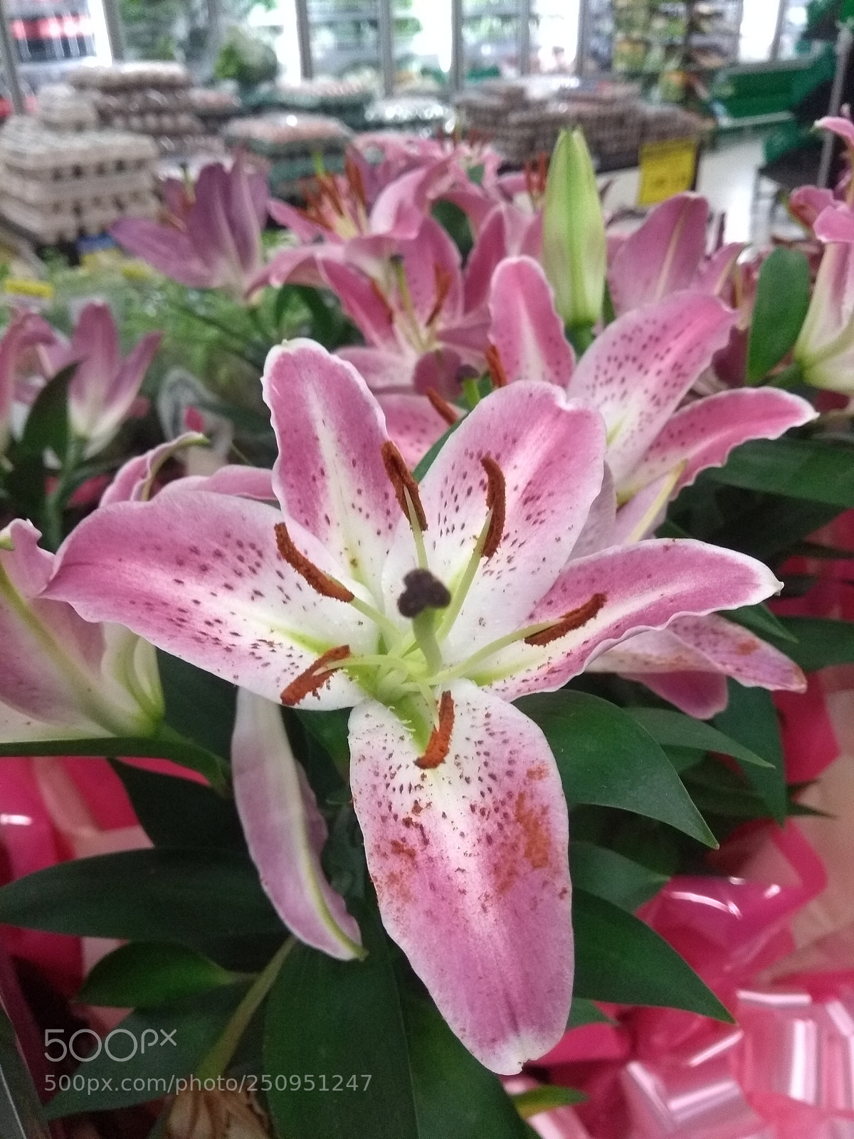Motorola Moto G (5th Gen) sample photo. Supermarket 1 photography