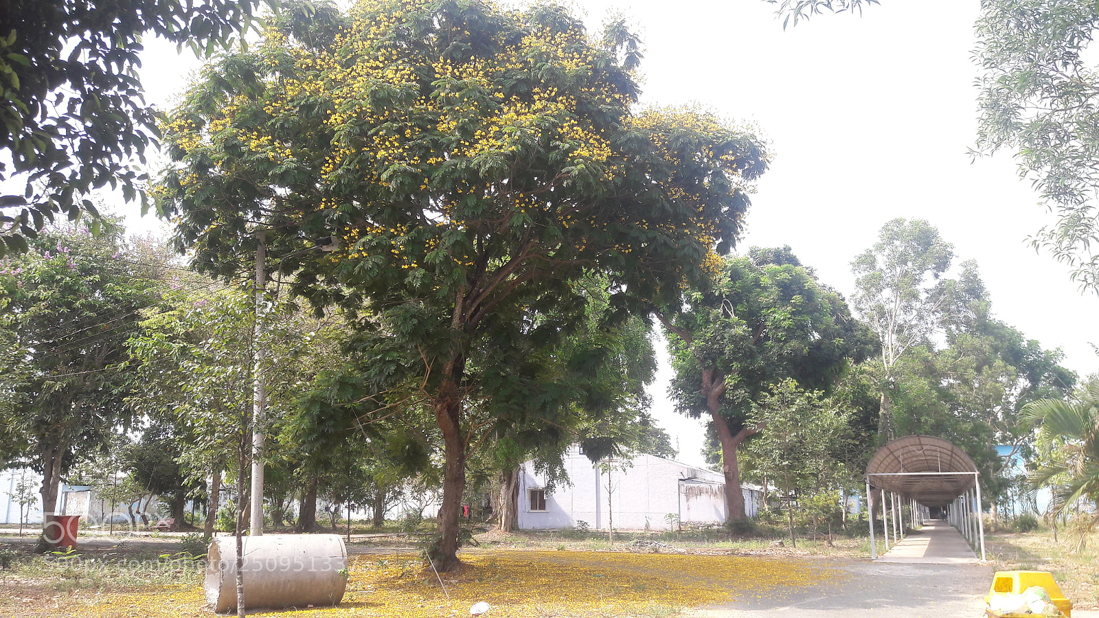 Samsung Galaxy J7 sample photo. Tree in the schoolyard photography