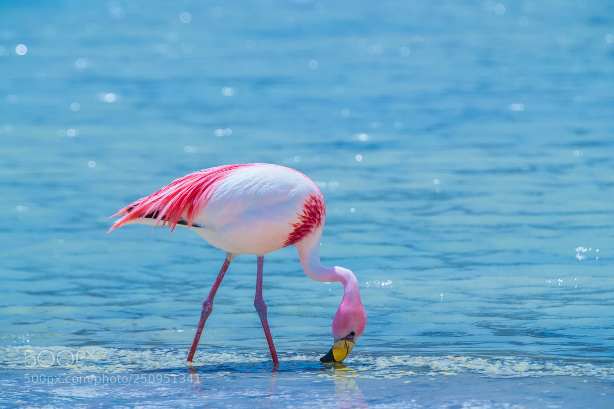 Canon EOS-1D X Mark II sample photo. Flamingo photography