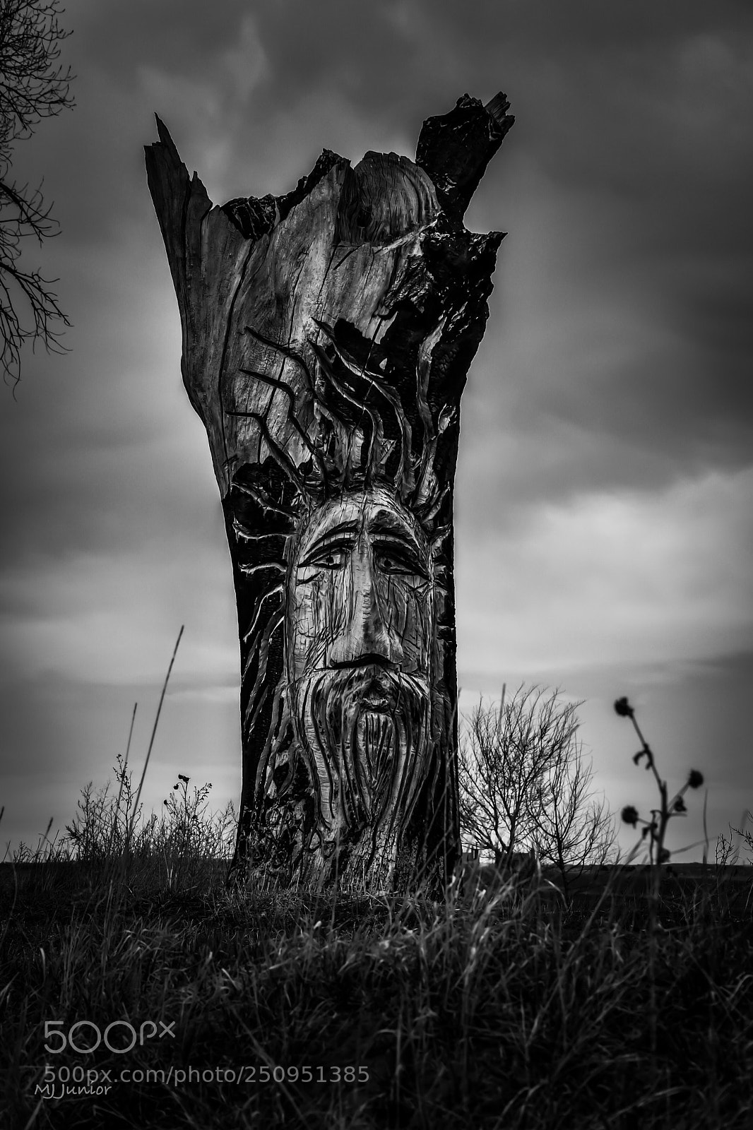 Nikon D7500 sample photo. Wise tree 0002 photography