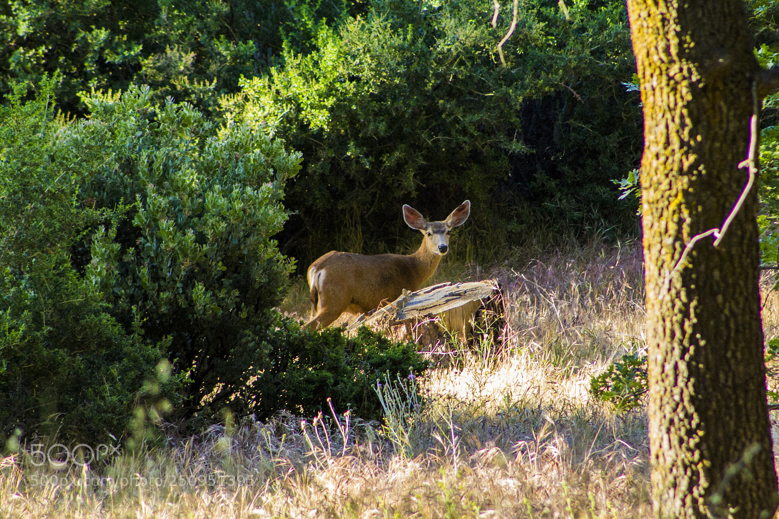 Canon EOS 1200D (EOS Rebel T5 / EOS Kiss X70 / EOS Hi) sample photo. Deer at dawn photography