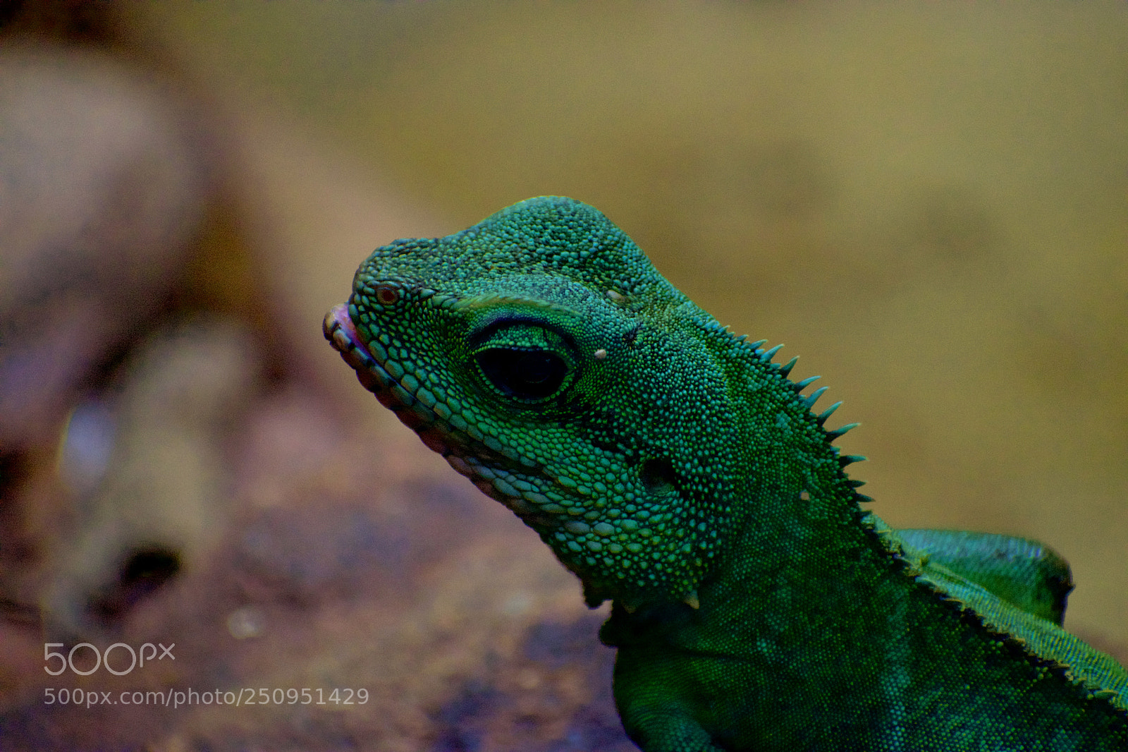 Nikon D3300 sample photo. Geeko! photography