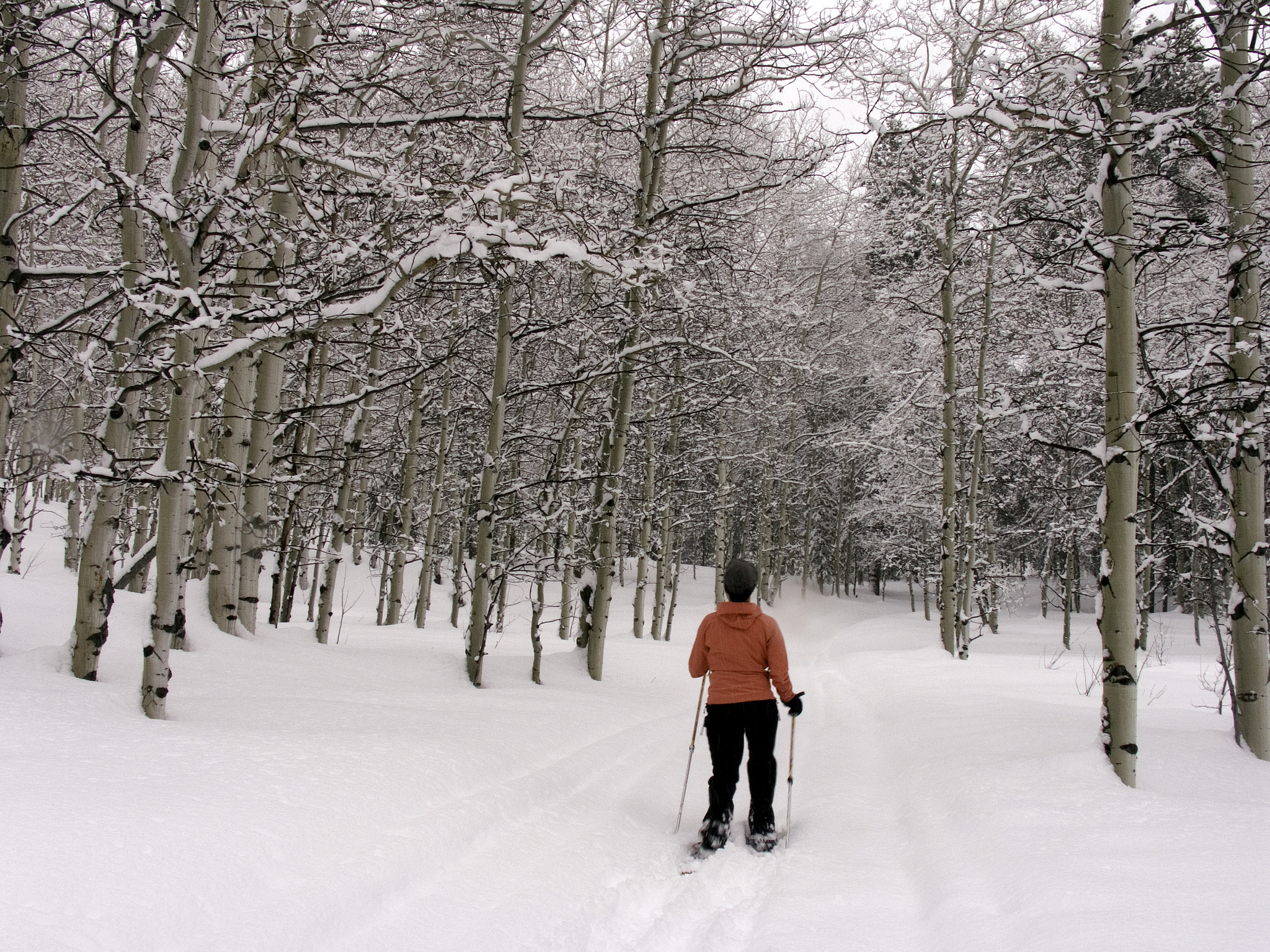 Canon POWERSHOT PRO1 sample photo. Snowshoe vv 4458 photography