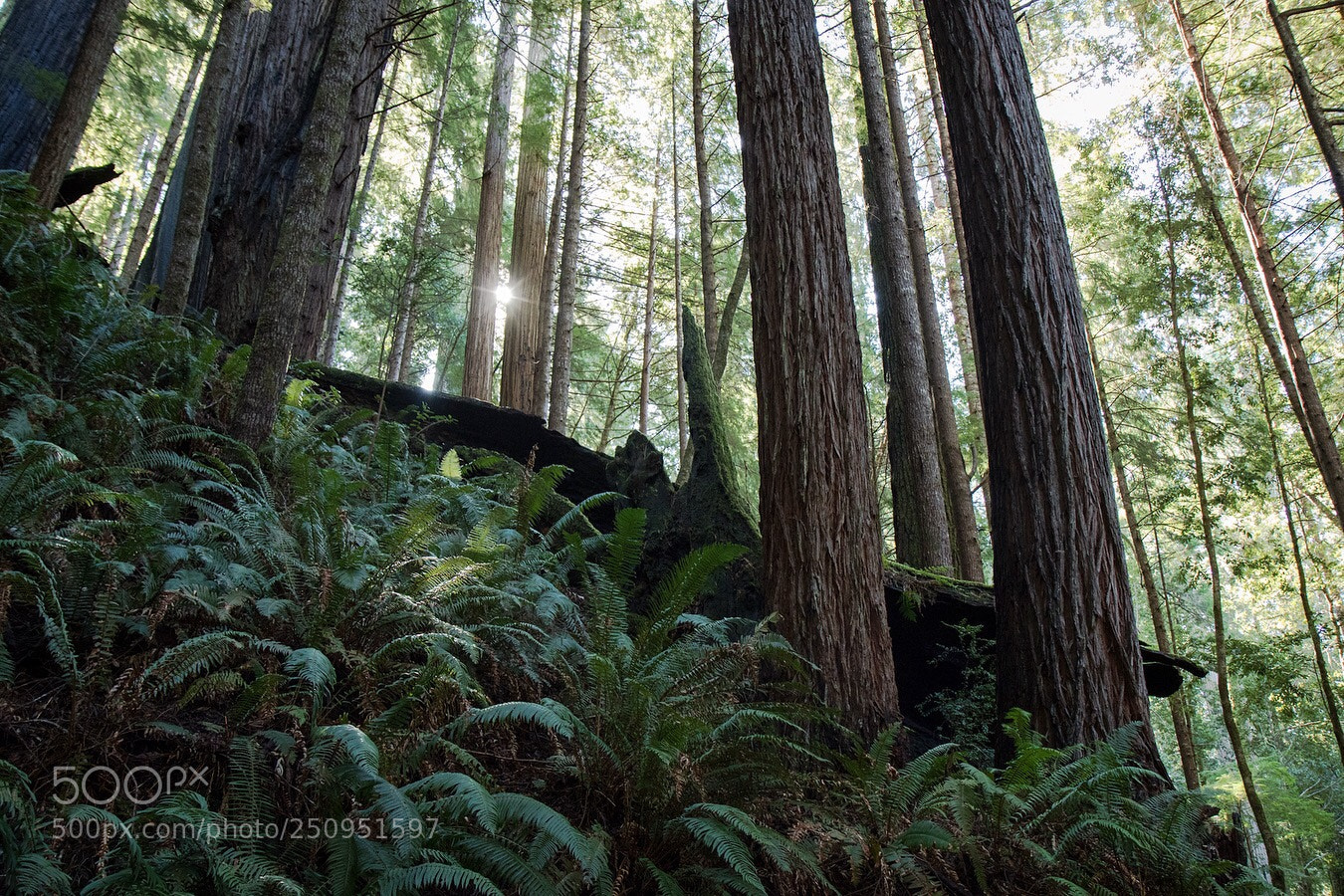 Canon EOS 7D Mark II sample photo. Into the jungle photography