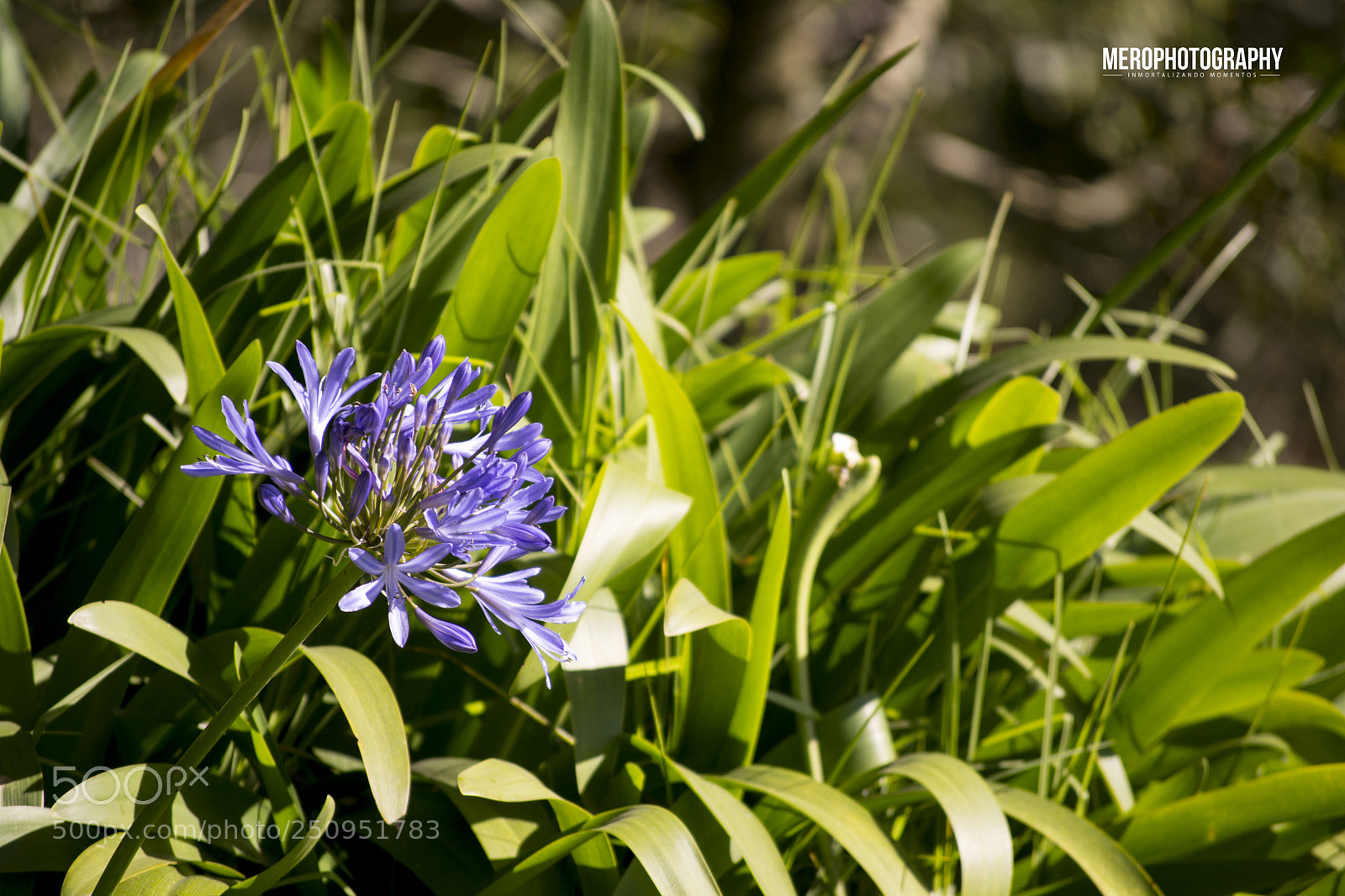 Nikon D5200 sample photo. Flor photography
